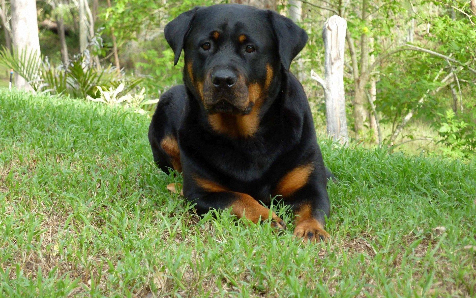 1920x1200 Free download Rottweiler Wallpaper The Dog Wallpaper Best The Dog