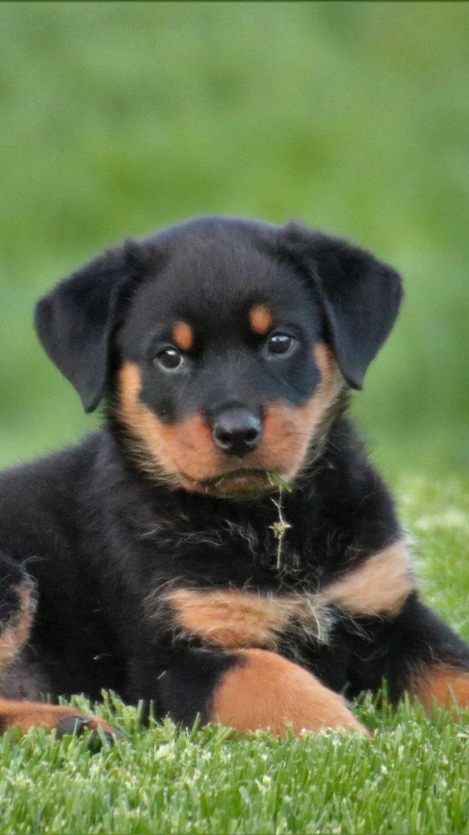 938x1668 Wallpaper Rottweiler, Puppy, Dog, Lying Puppy Dogs