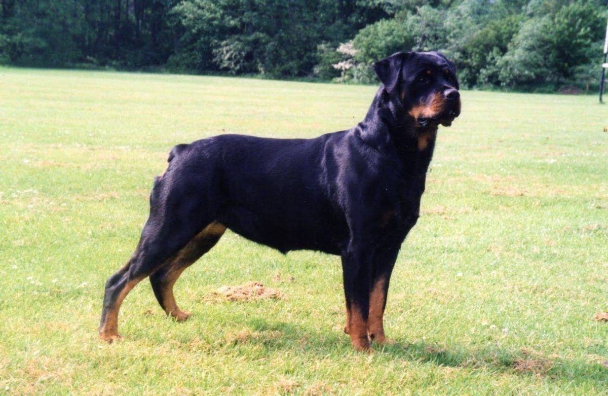 1200x781 Rottweiler Wallpaper, Free Image, Best Dogs Wallpaper