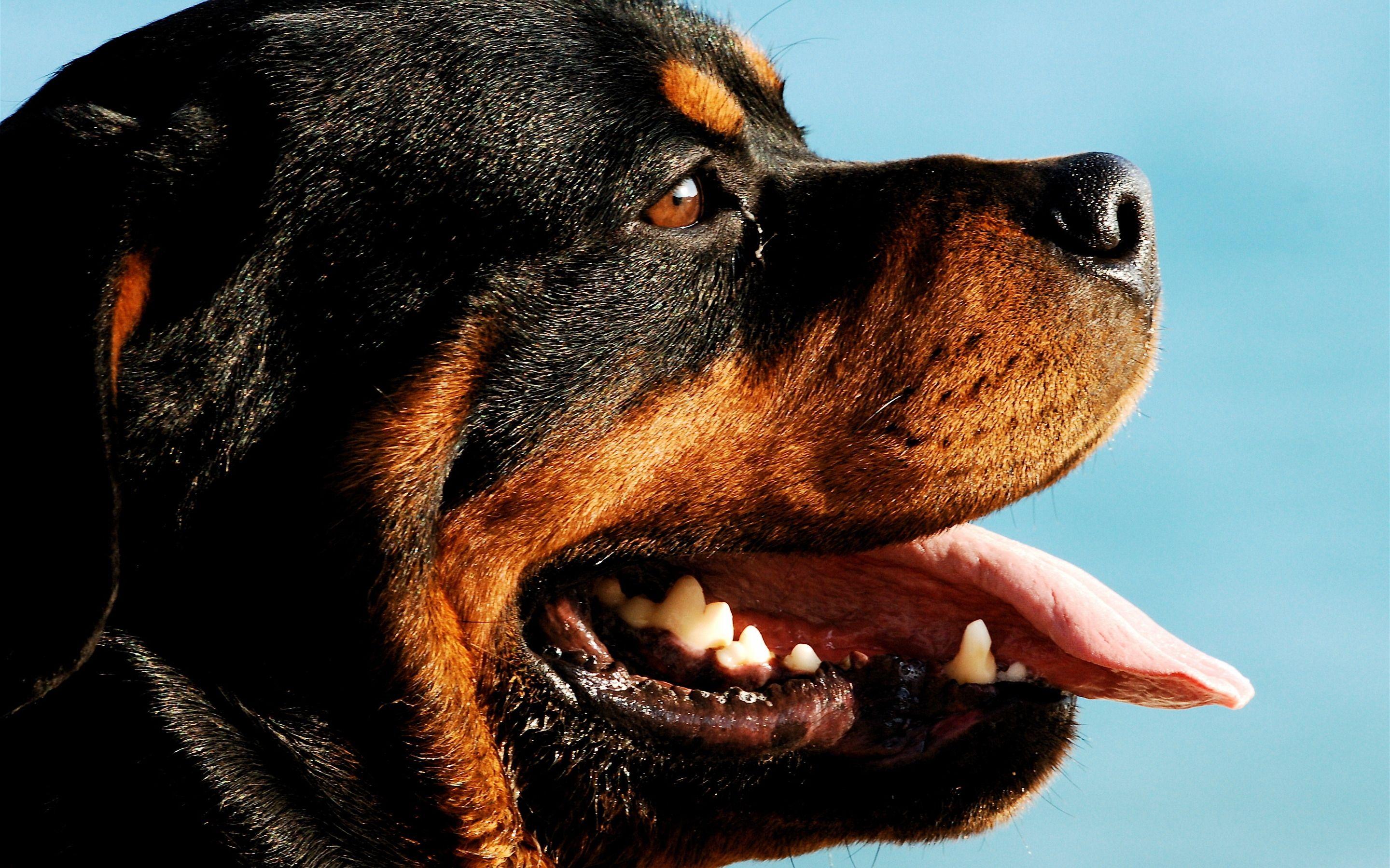 2880x1800 Rottweiler Dog Portrait HD Wallpaper