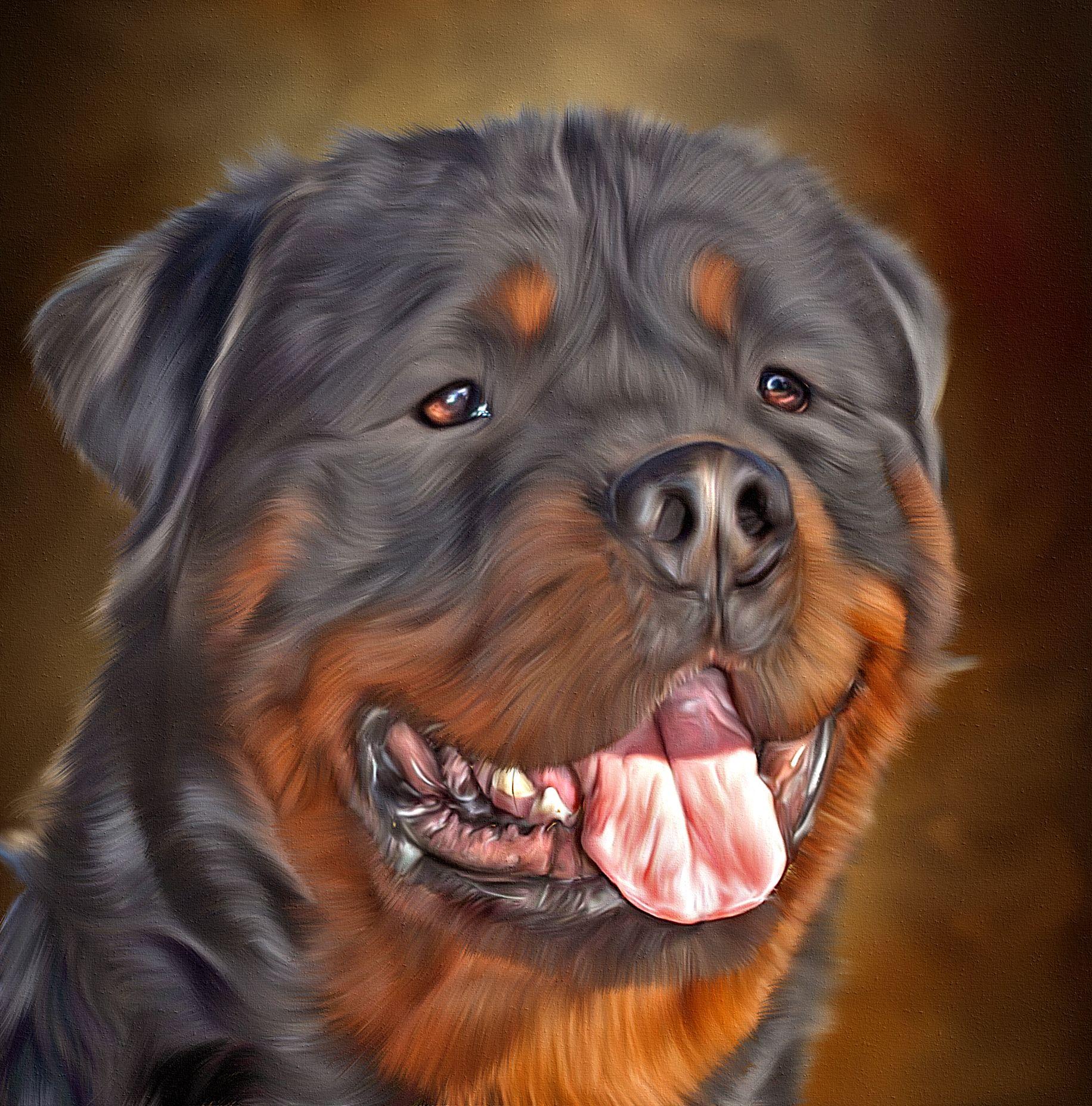 1832x1856 image Rottweiler Dogs Tongue Snout Head animal 1832x1856