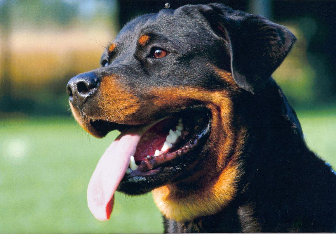 1151x801 Cute Rottweiler dog photo and wallpaper. Beautiful Cute Rottweiler