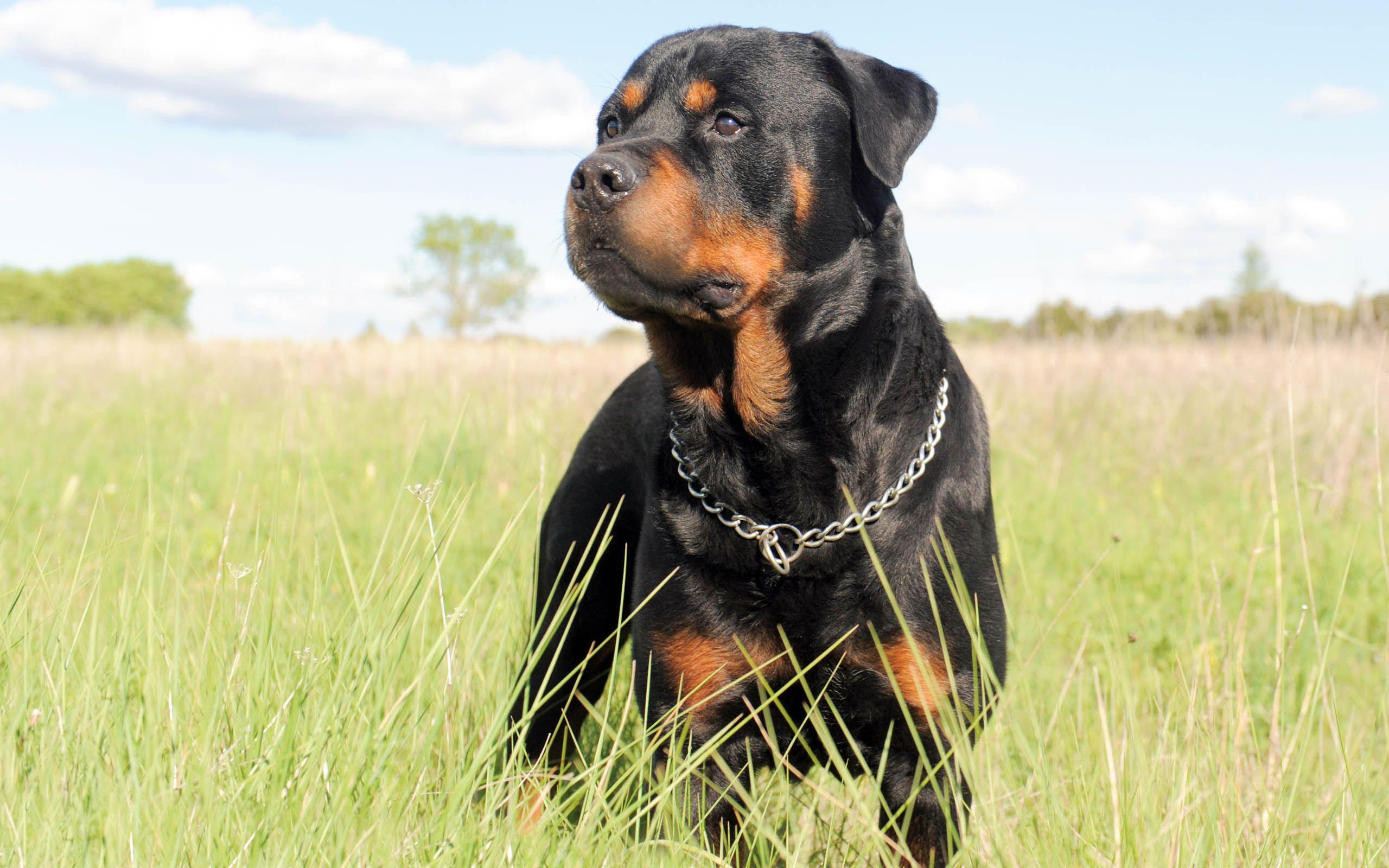 2560x1600 Rottweiler Awesome HD Wallpaper , Background In High Resolution