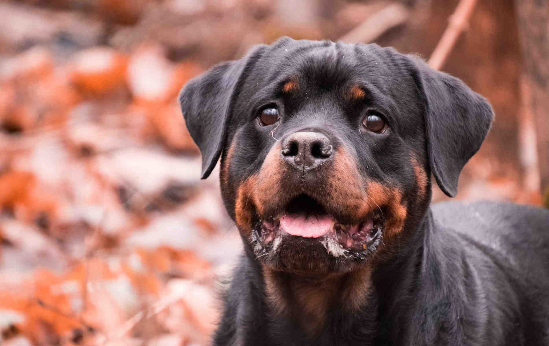 1900x1200 Pics Of Rottweiler Dog