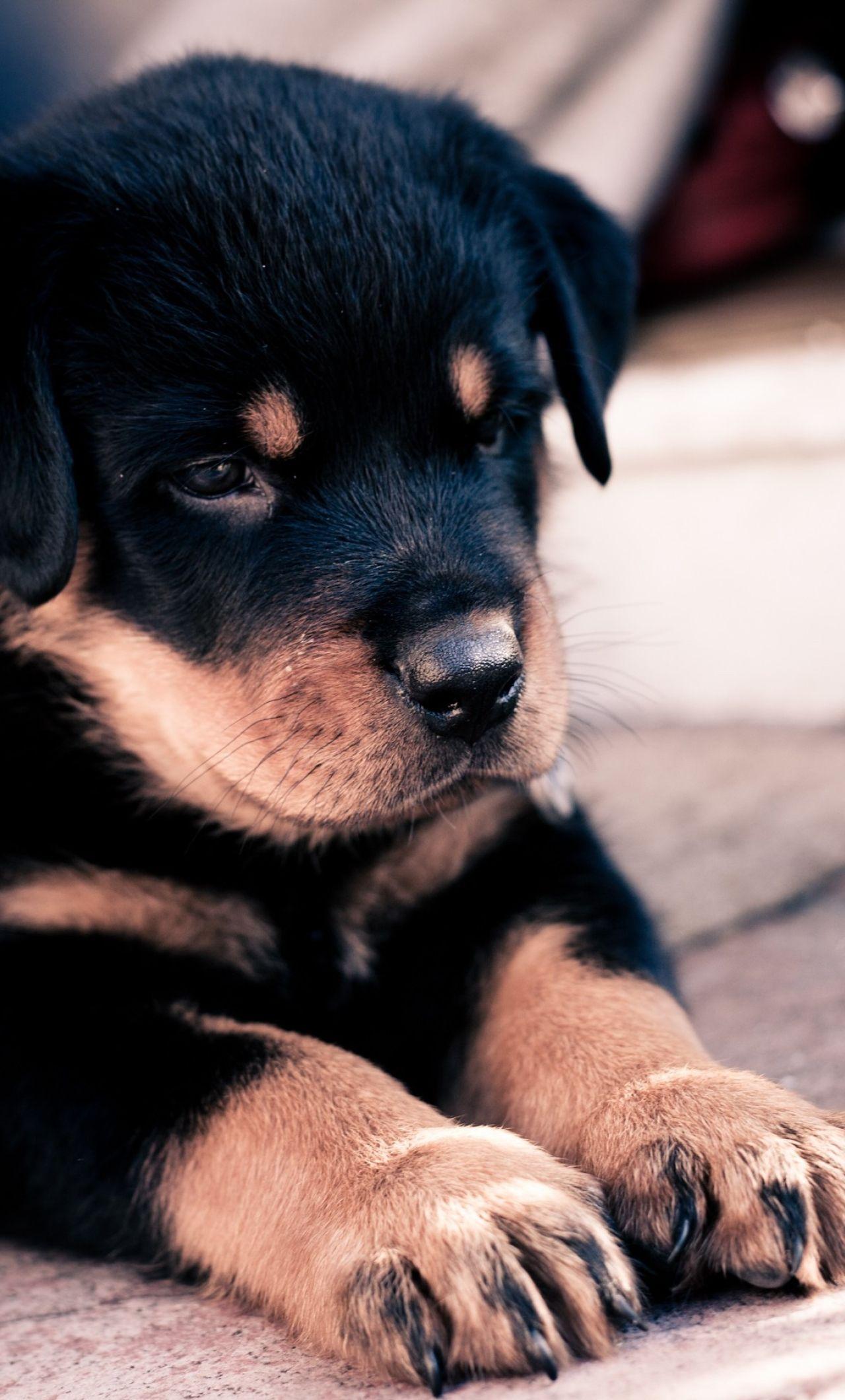 1280x2120 puppy, rottweiler, dog iPhone 6 plus Wallpaper, HD