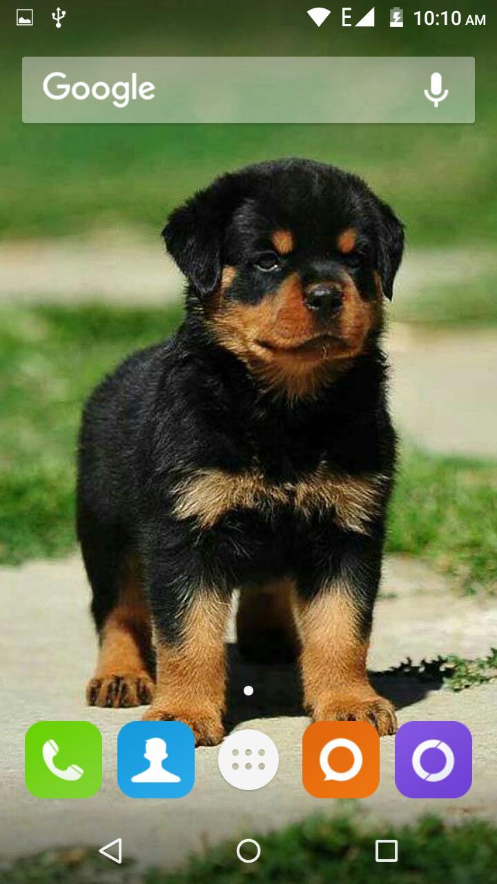 720x1280 Rottweiler Dog HD Wallpaper for Android