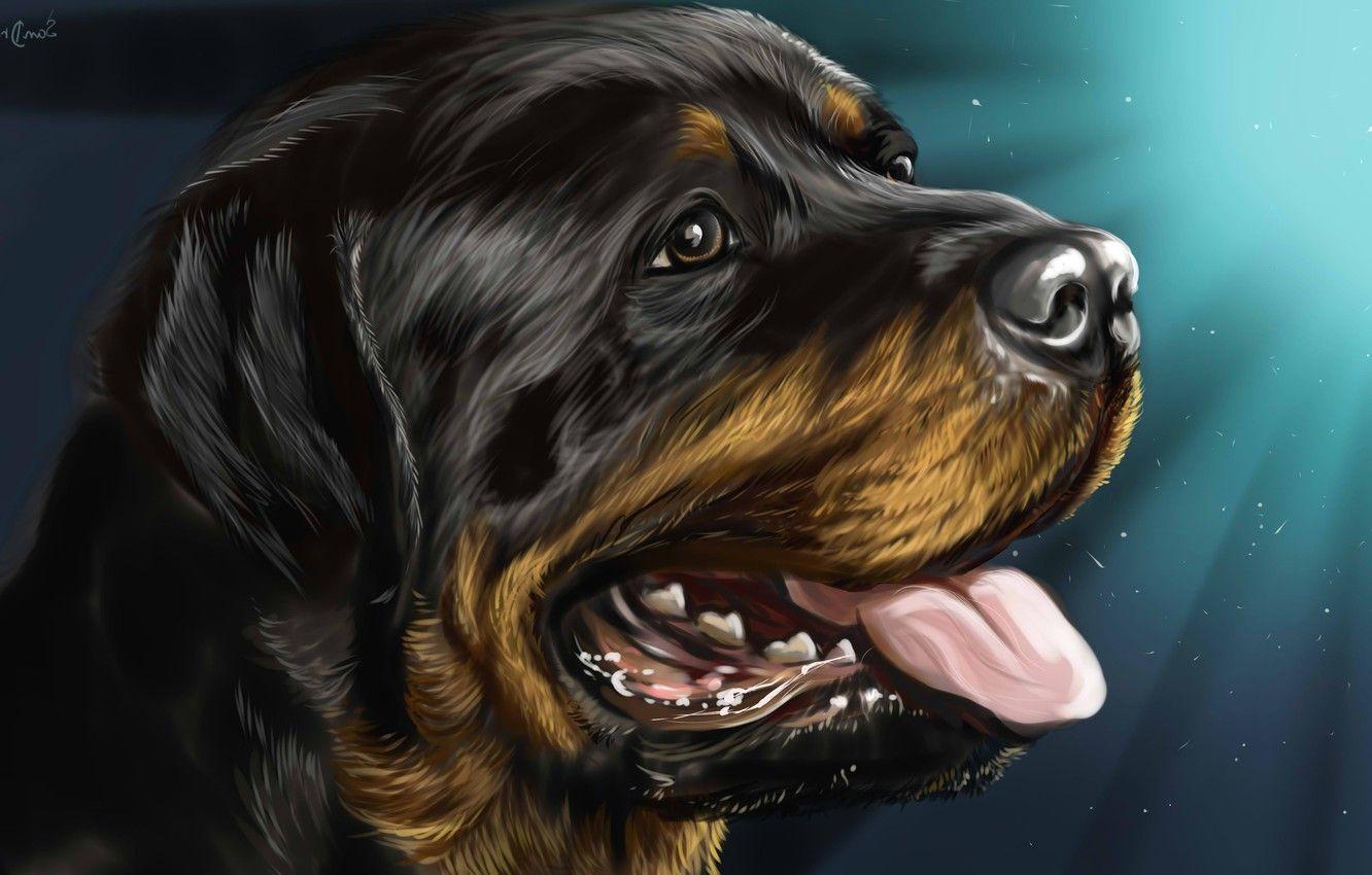 1332x850 Wallpaper Dog, Rottweiler, Rottweiler image for desktop, section