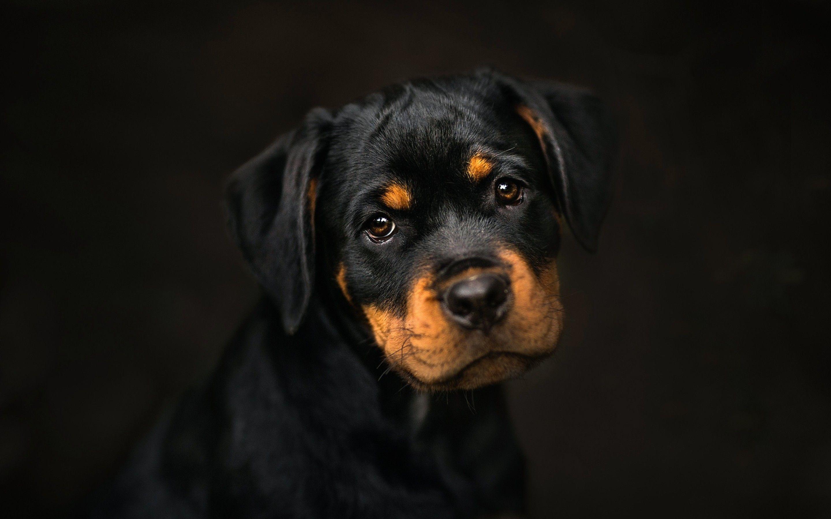 2880x1800 Rottweiler Macbook Pro Retina HD 4k Wallpaper, Image
