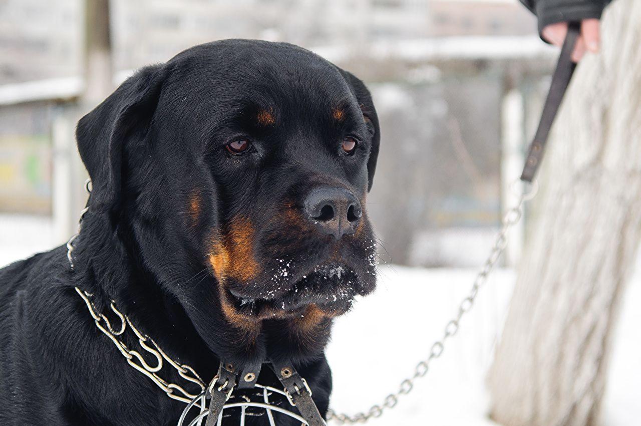 1280x850 Desktop Wallpaper Rottweiler dog Snout Head Animals