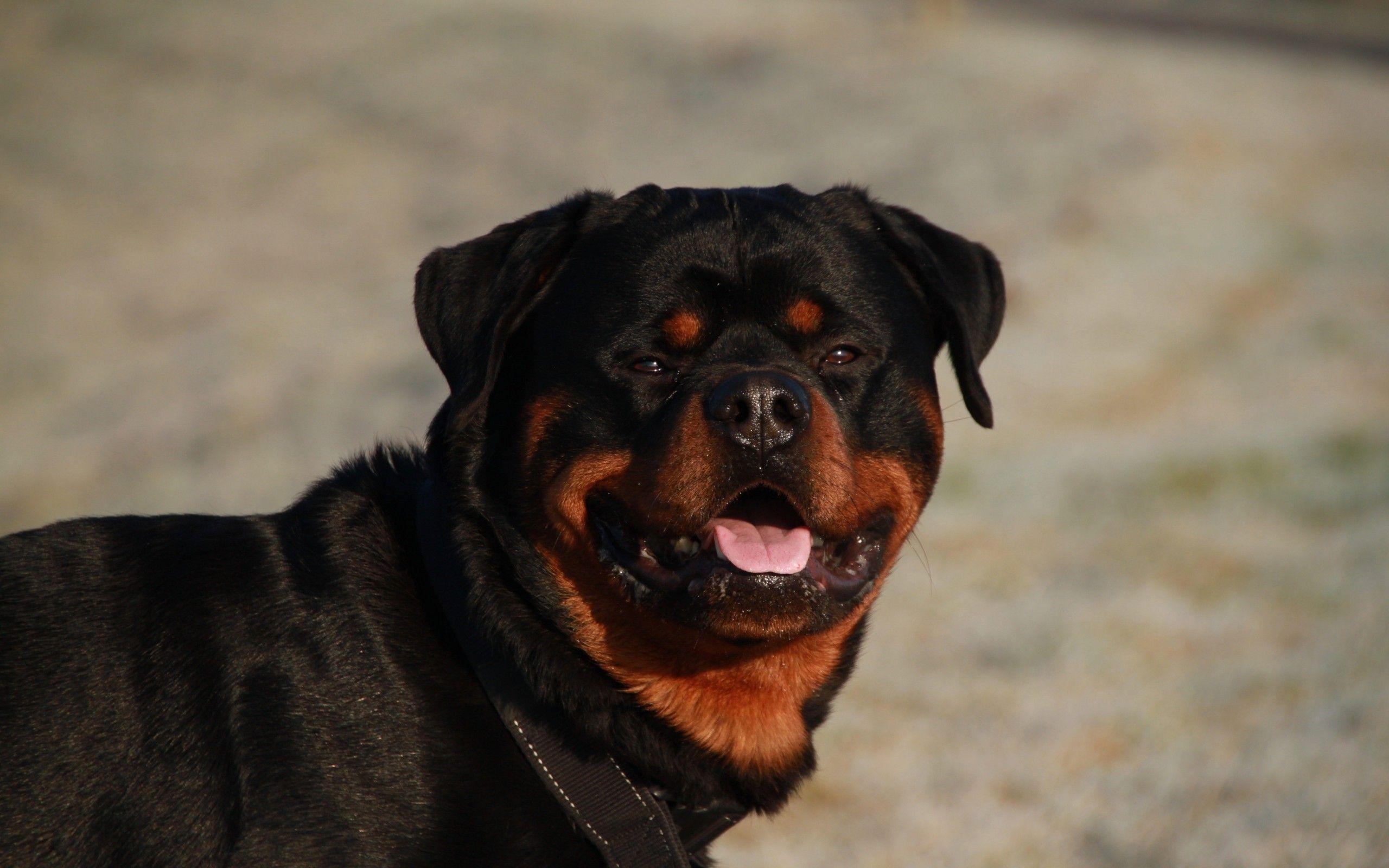 2560x1600 Download 2560x1600 Rottweiler, Collar, Dogs Wallpaper for MacBook