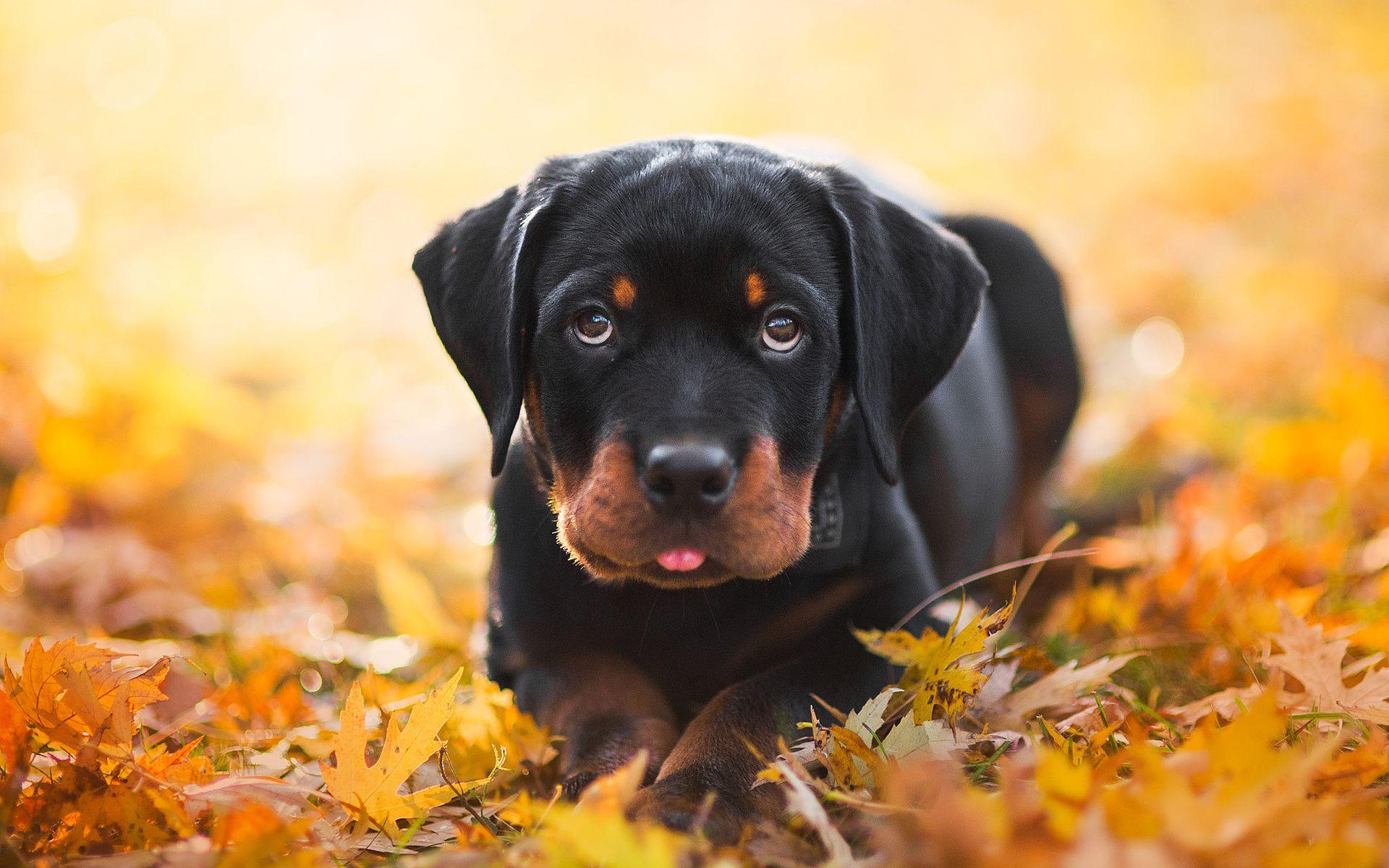 1920x1200 Download wallpaper Rottweiler Dog, autumn, puppy, pets, dogs