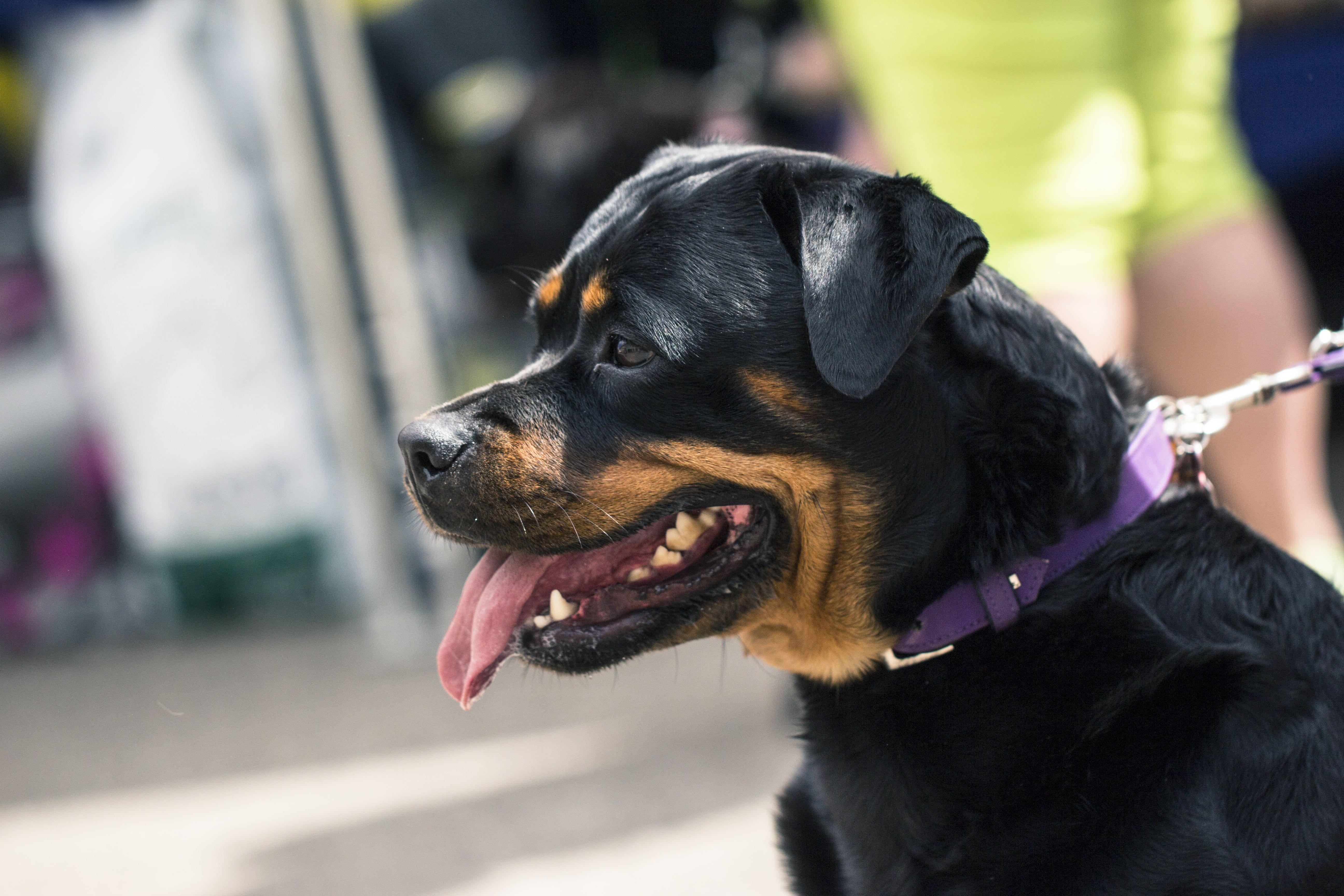 5184x3456 Adult mahogany Rottweiler, Rottweiler, Dog, Muzzle HD wallpaper