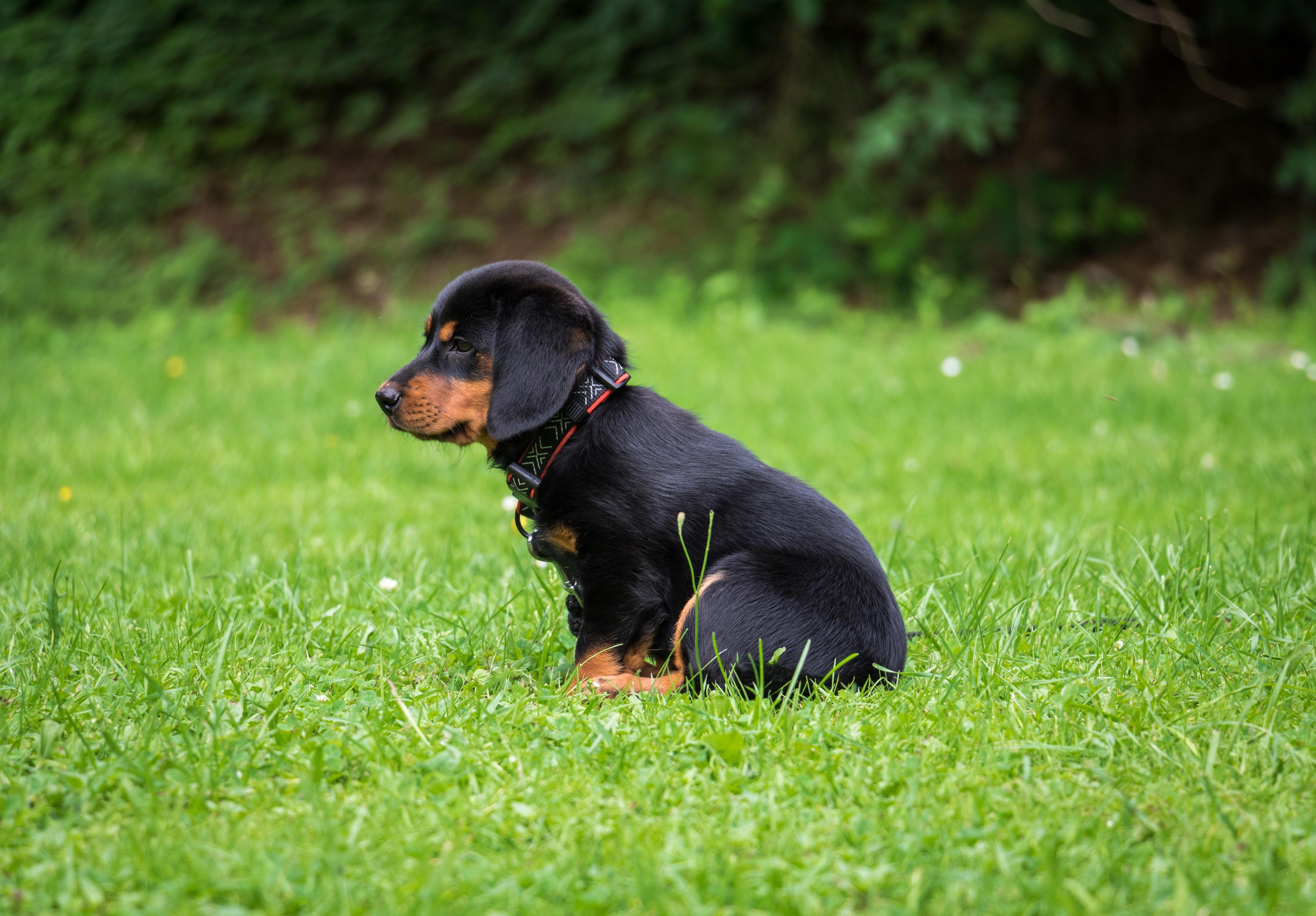 5748x4000 wallpaper rottweiler, puppy, dog, cute HD : Widescreen : High