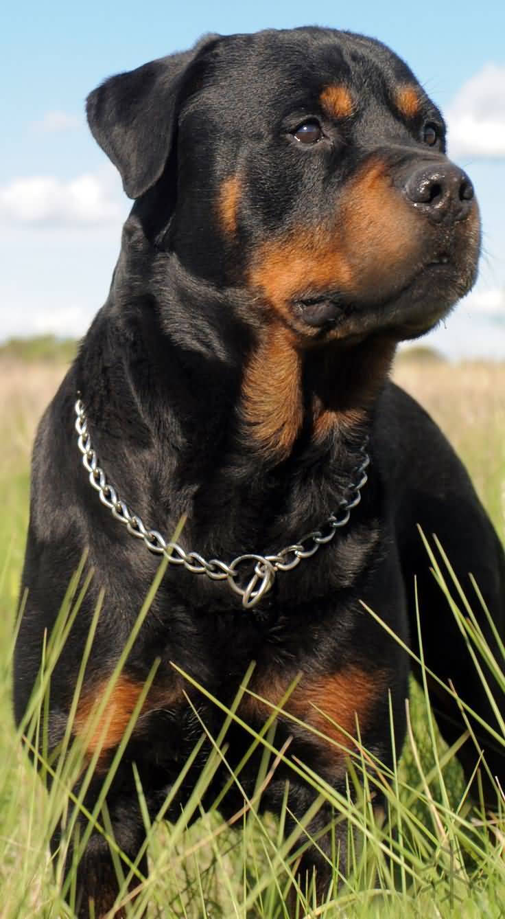 736x1338 Stunning Rottweiler Dog Image & 4K Wallpaper