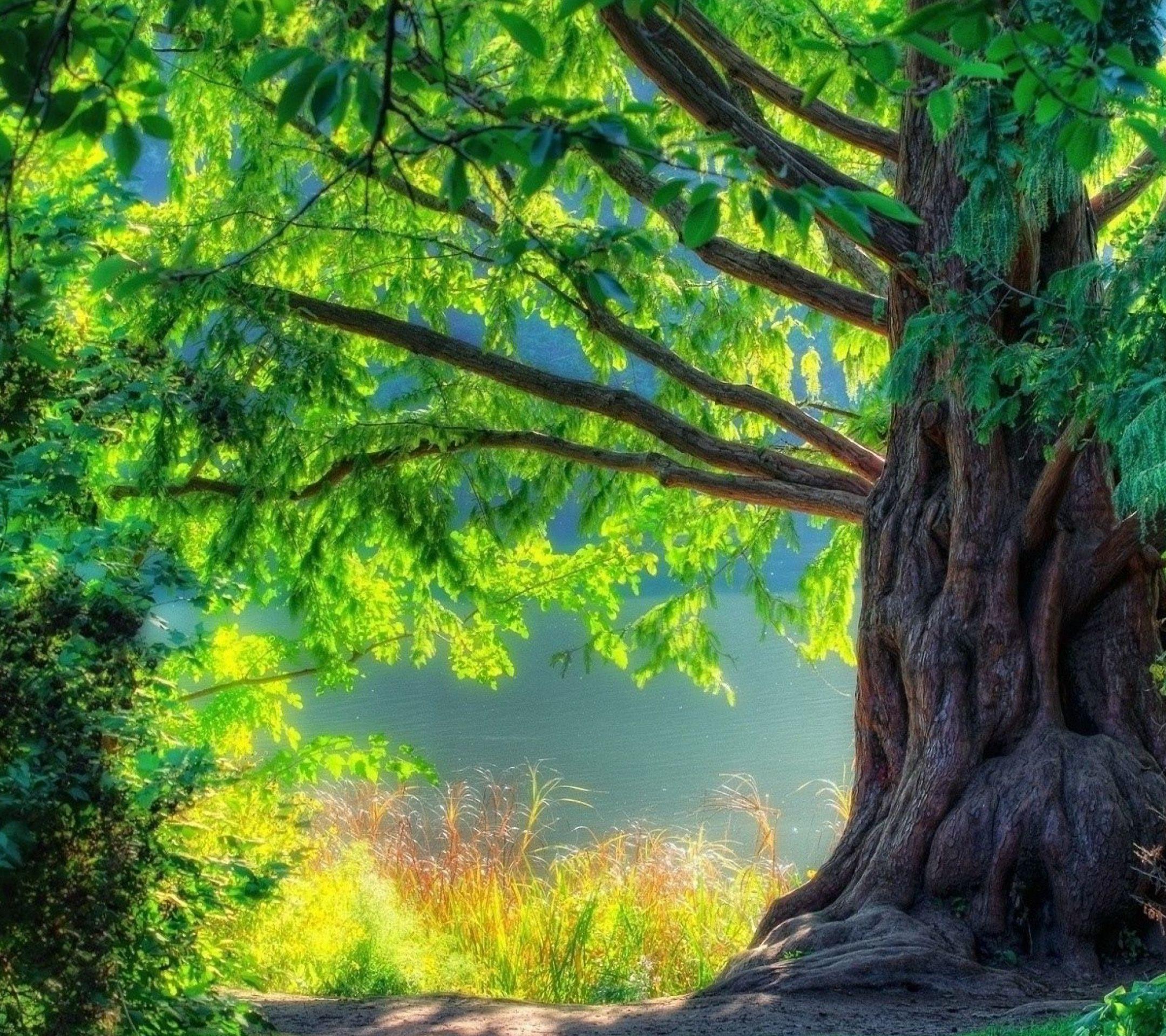2160x1920 Hd Summer Tree Sony Xperia Z Wallpaper HD iPad Wallpaper