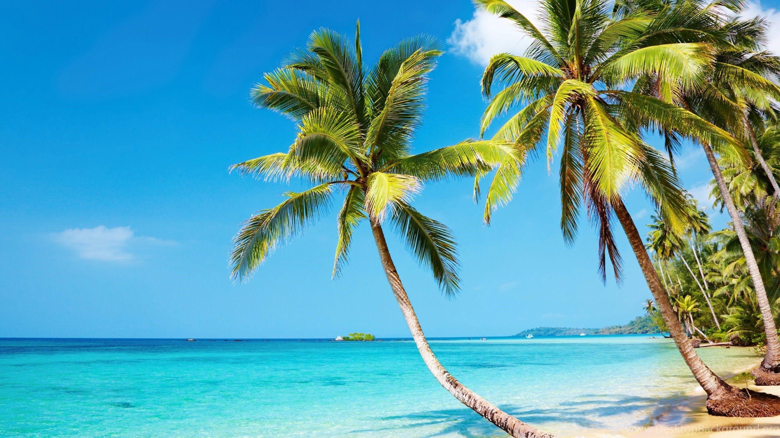 2560x1440 4k Ultra HD Nature, HD Wallpaper & background Download