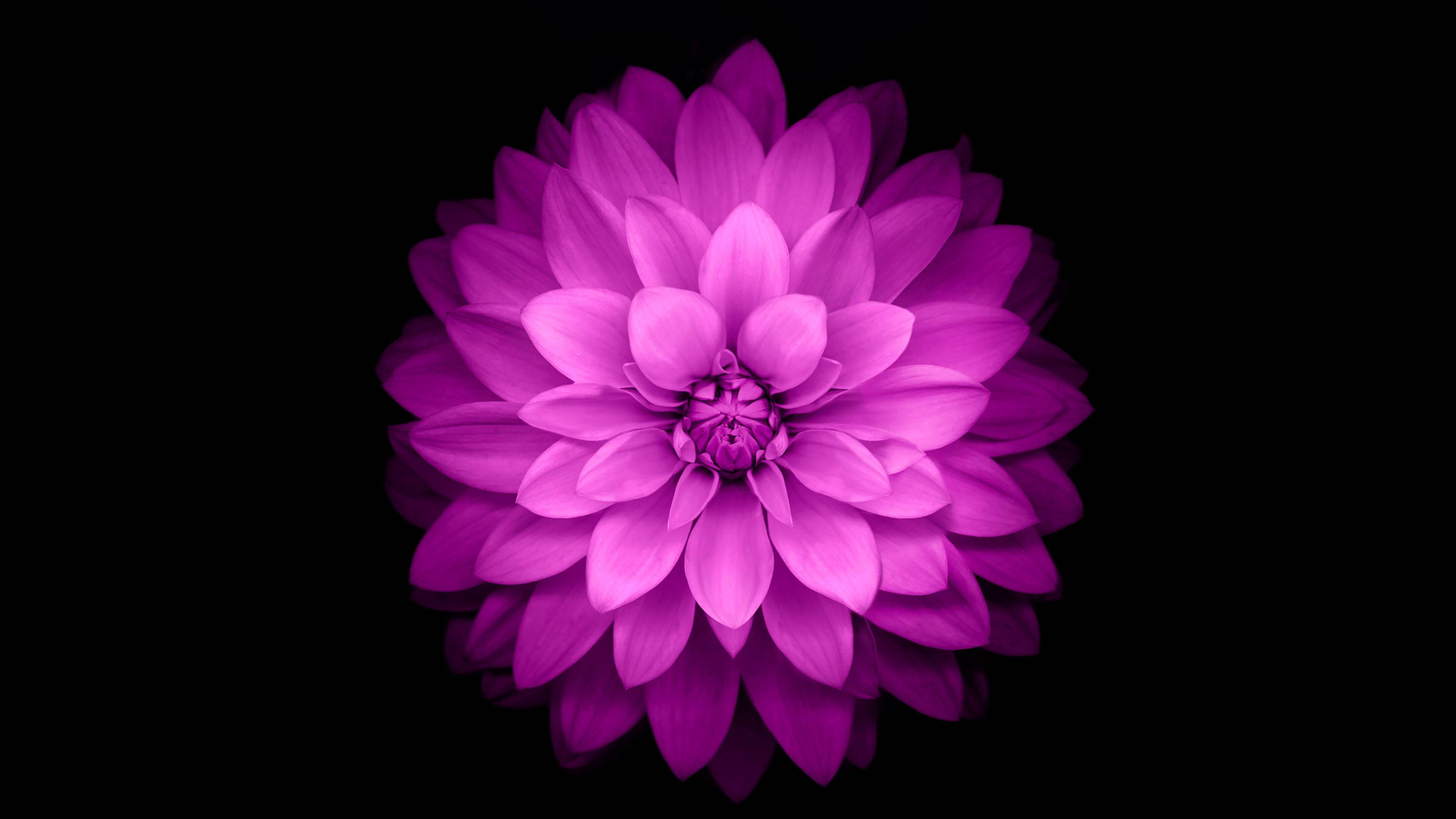 3840x2160 Wallpaper Apple Red Lotus Iphone6 Plus Ios8 Flower Wallpaper