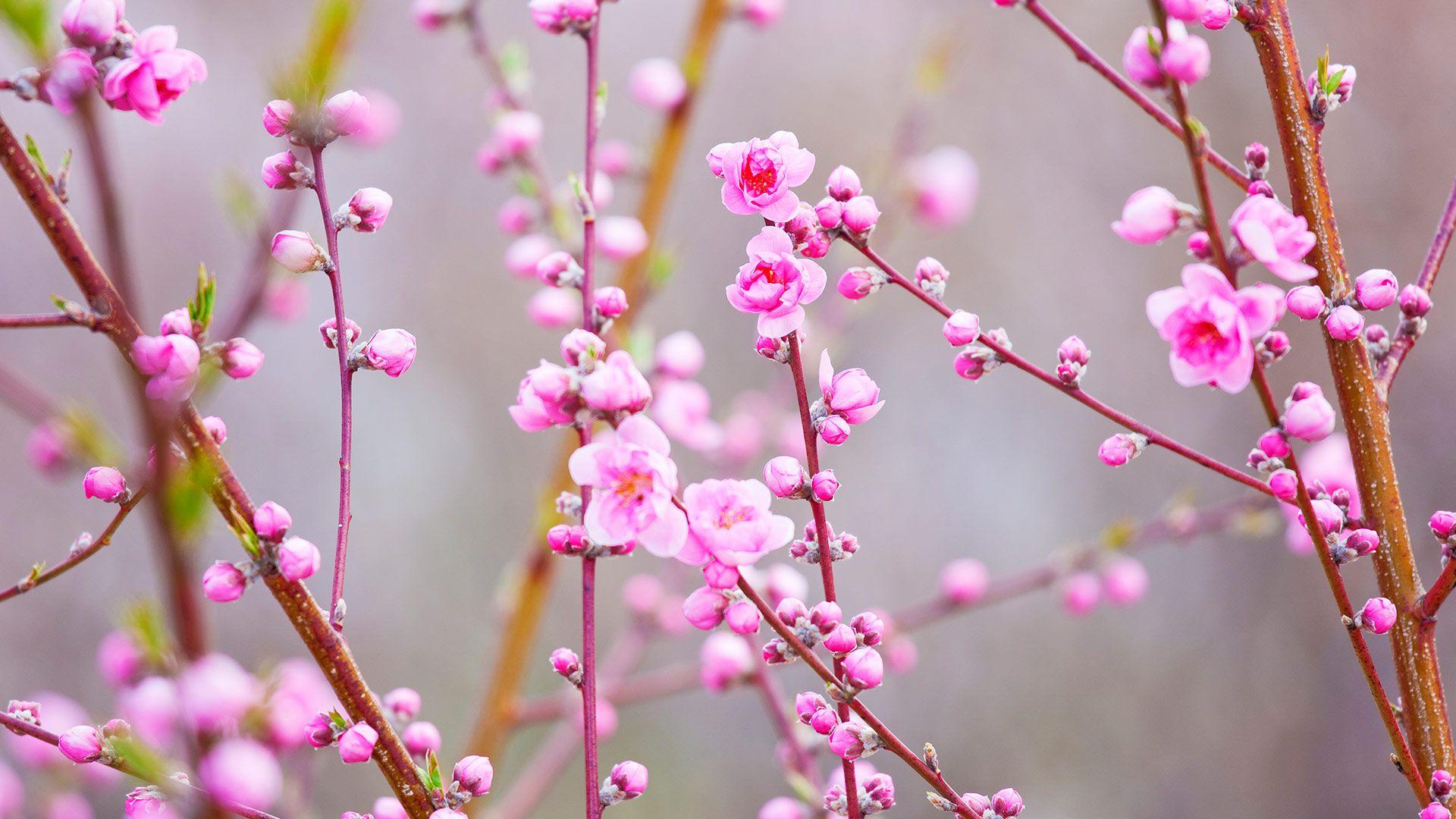 Peach Blossom Wallpapers - Top Free Peach Blossom Backgrounds