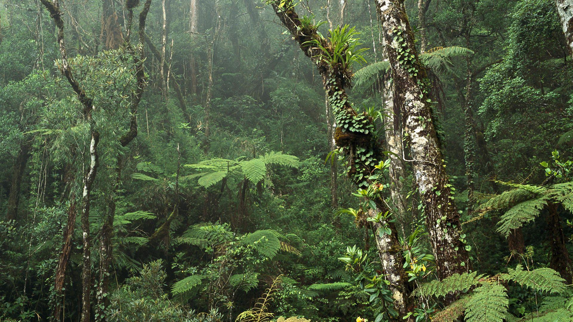 1920x1080 Borneo