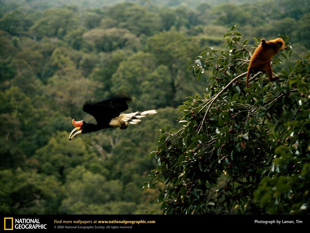 1024x768 Borneo