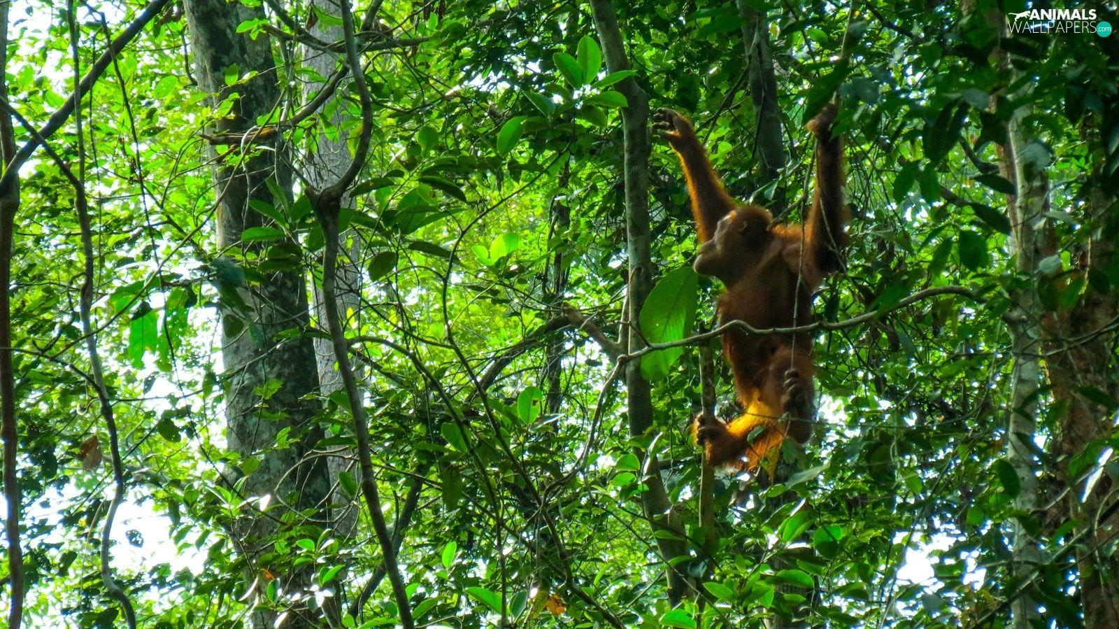 1600x899 Borneo
