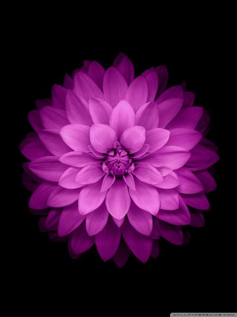 768x1024 Apple Flower Ultra HD Desktop Background Wallpaper for 4K