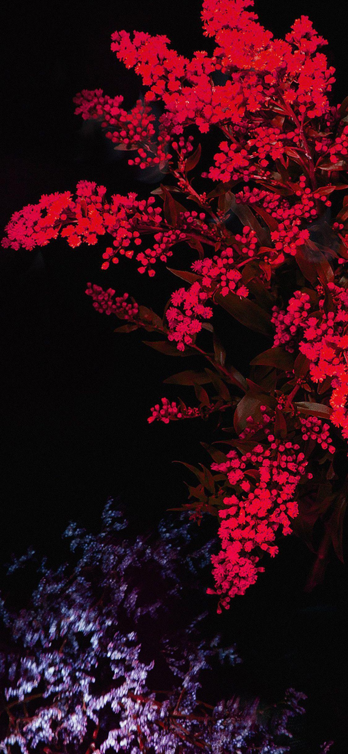 1125x2436 Red Apple Wallpaper