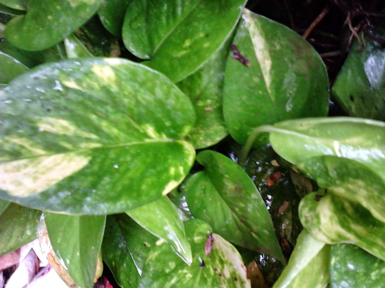 1600x1200 Why Money Plant Rules As Feng Shui Wealth Cure Watering