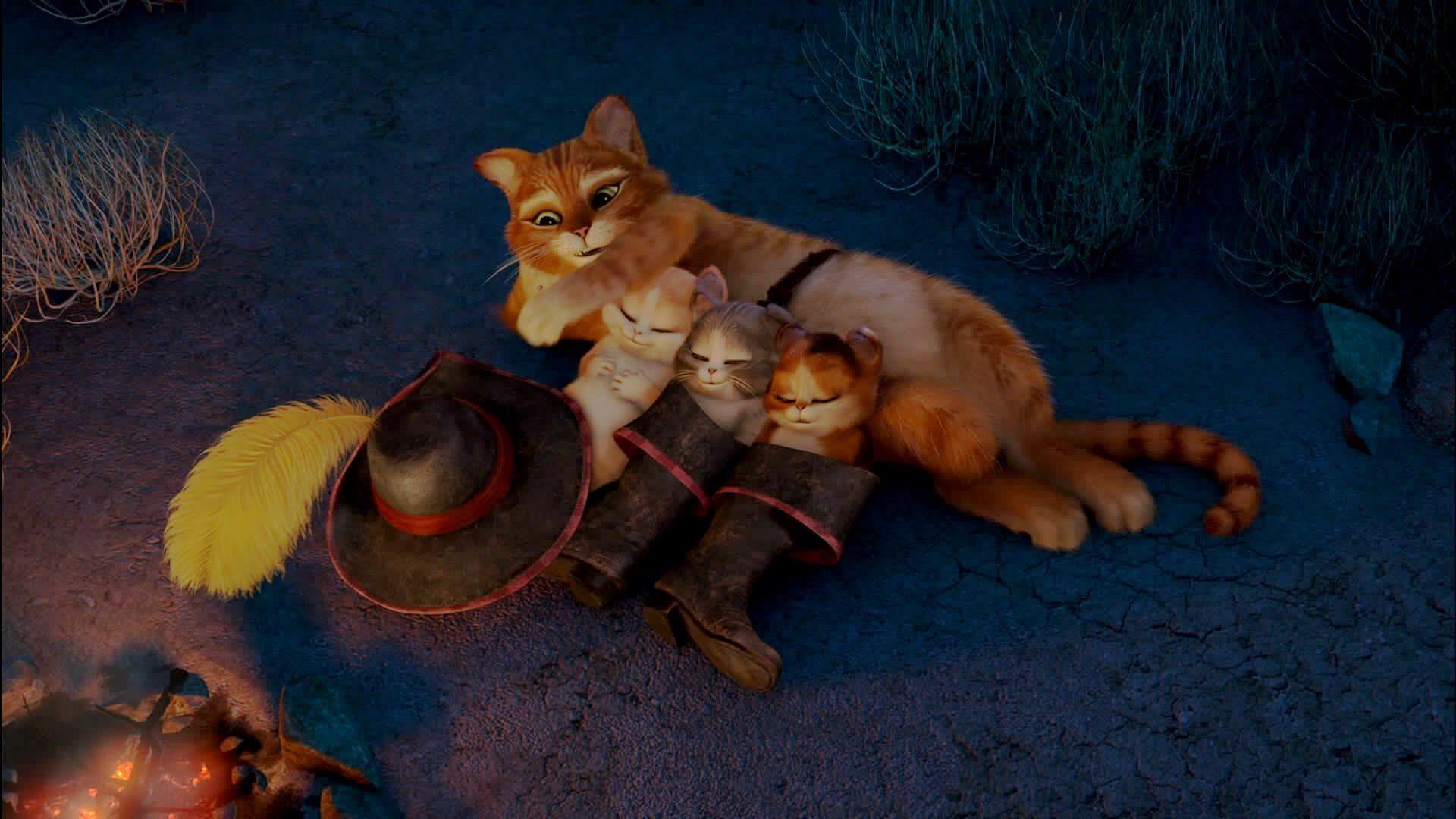 1920x1080 Gallery of Cats 5