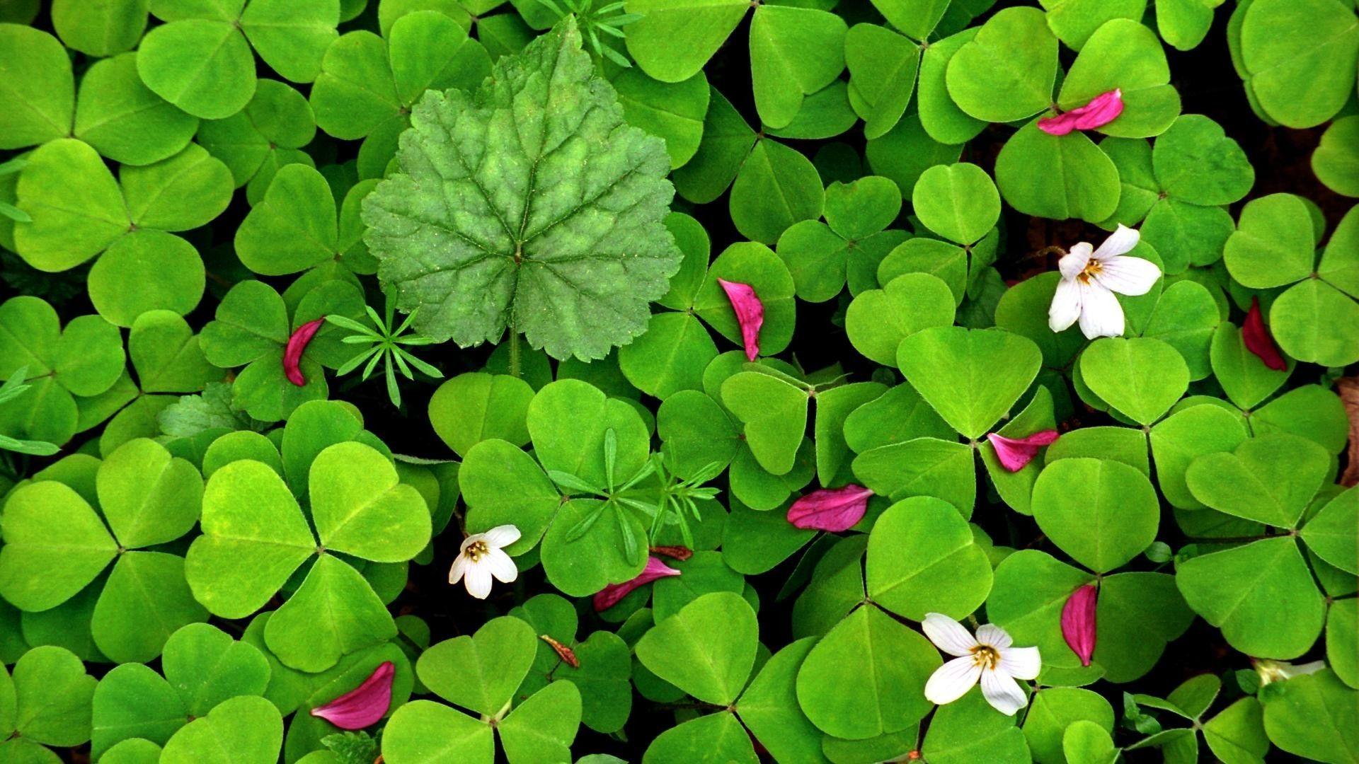 Four Leaf Clover Wallpapers - Top Free Four Leaf Clover Backgrounds