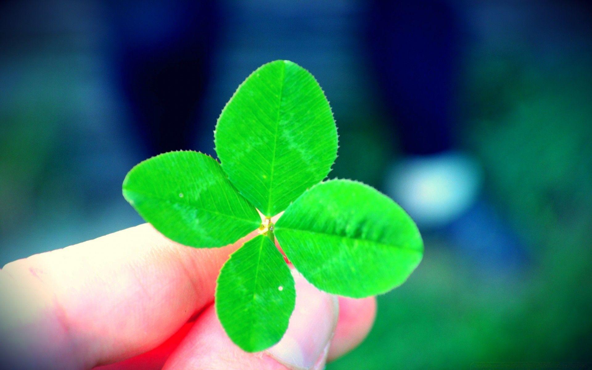 1920x1200 A Four Leaf Clover