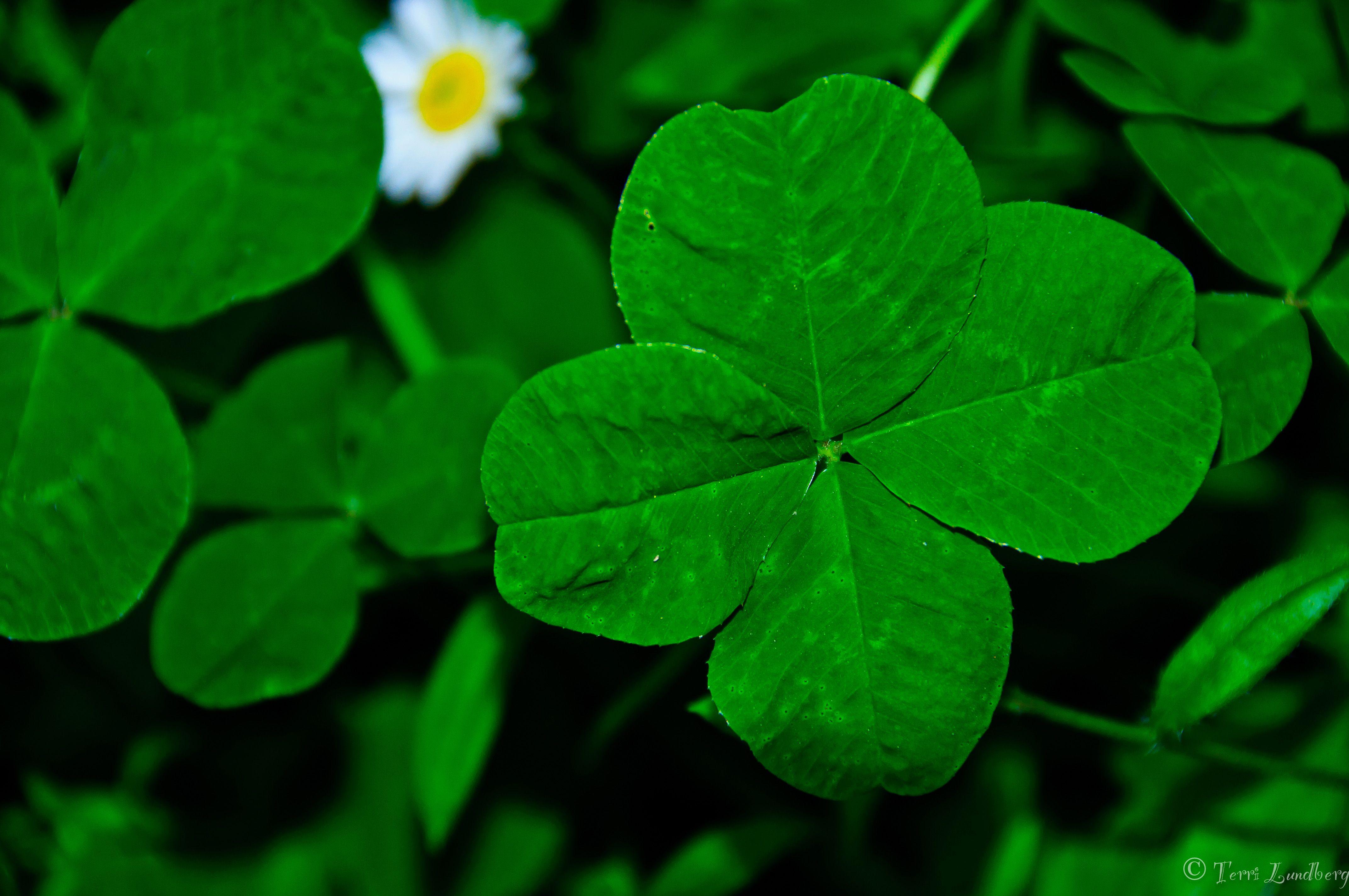 Plants That Look Like 4 Leaf Clovers At Brianna Fornachon Blog Plants That Look Like 4 Leaf Clovers At Brianna Fornachon Blog