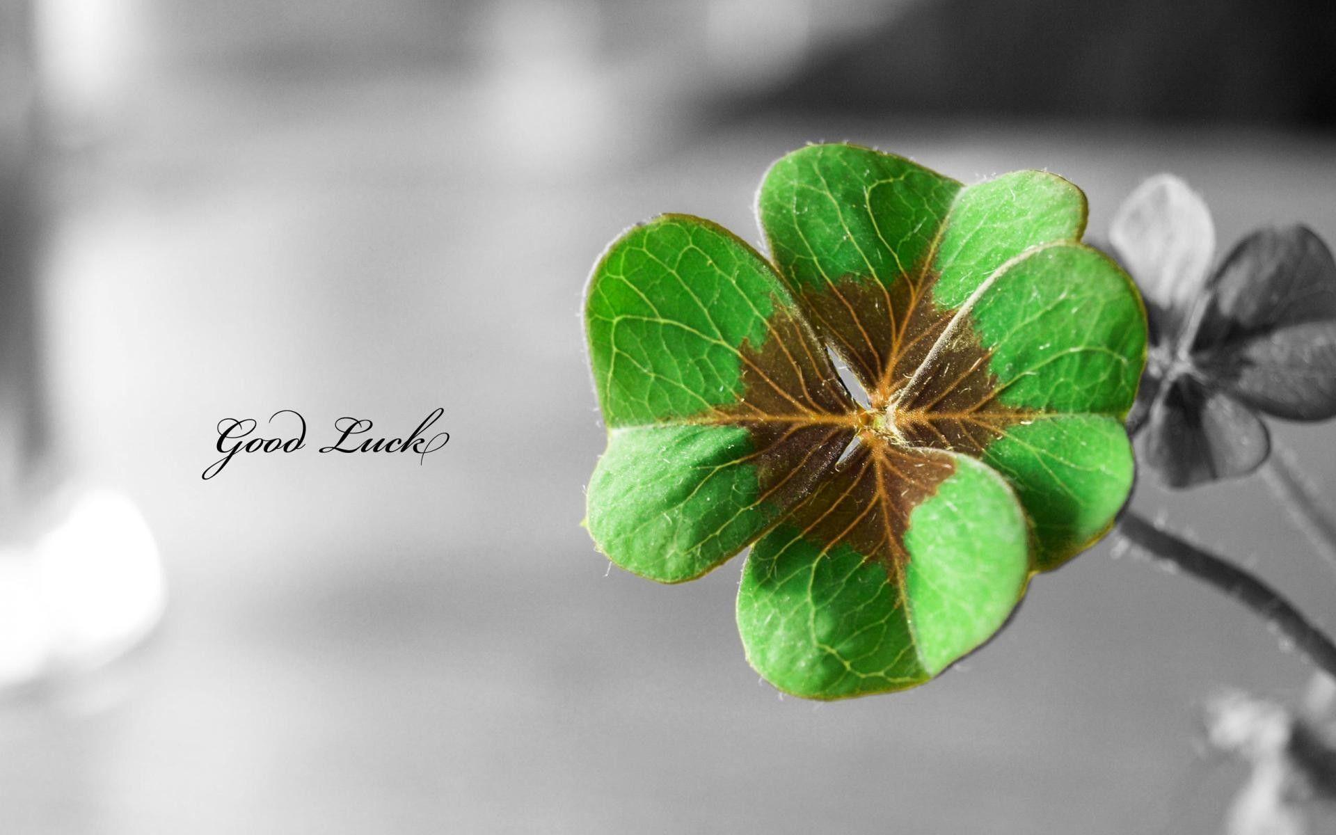 1920x1200 flowers, Text, Typography, Shamrock, Luck, Macro, Selective