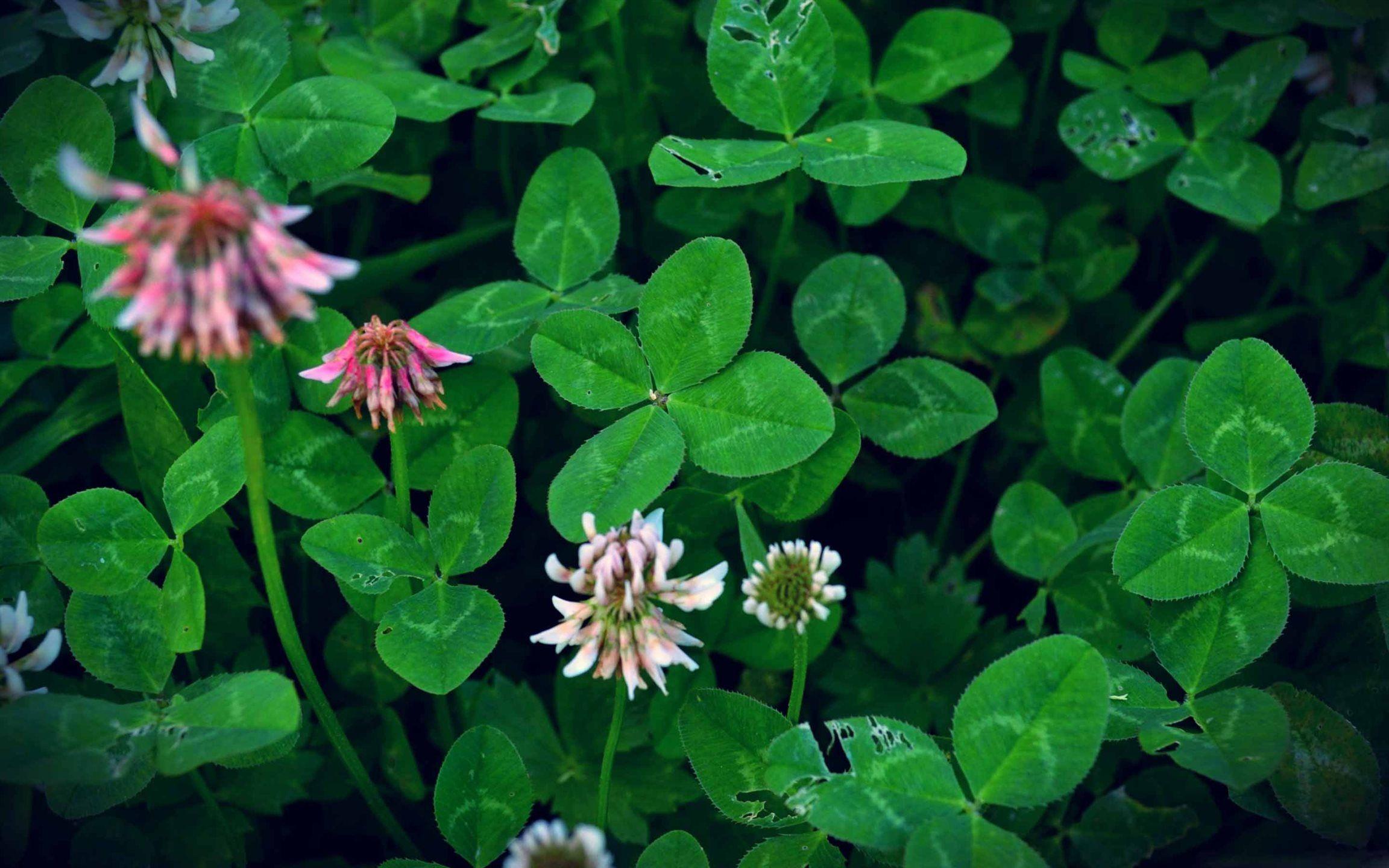 2304x1440 Can You Find A Four Leaf Clover Mac Wallpaper Download