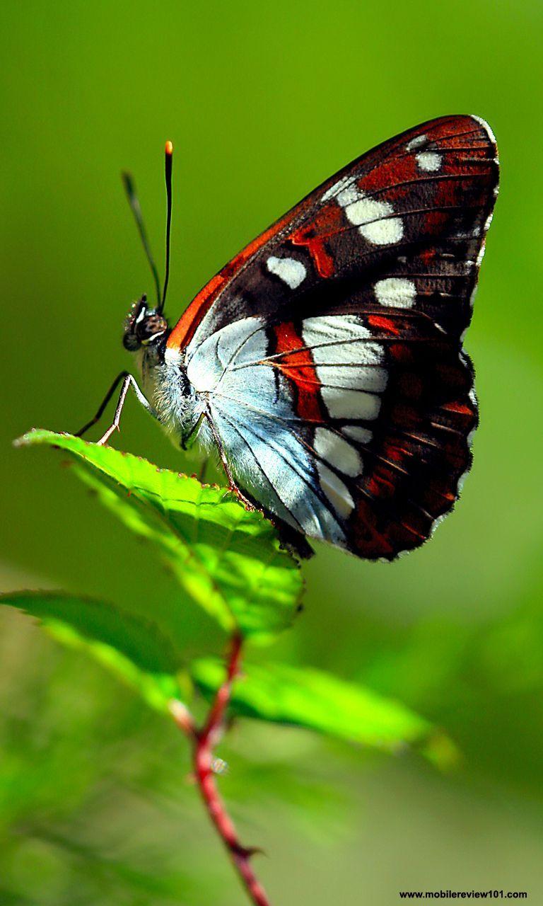 768x1280 Download Nokia lumia Wide and HD Wallpaper