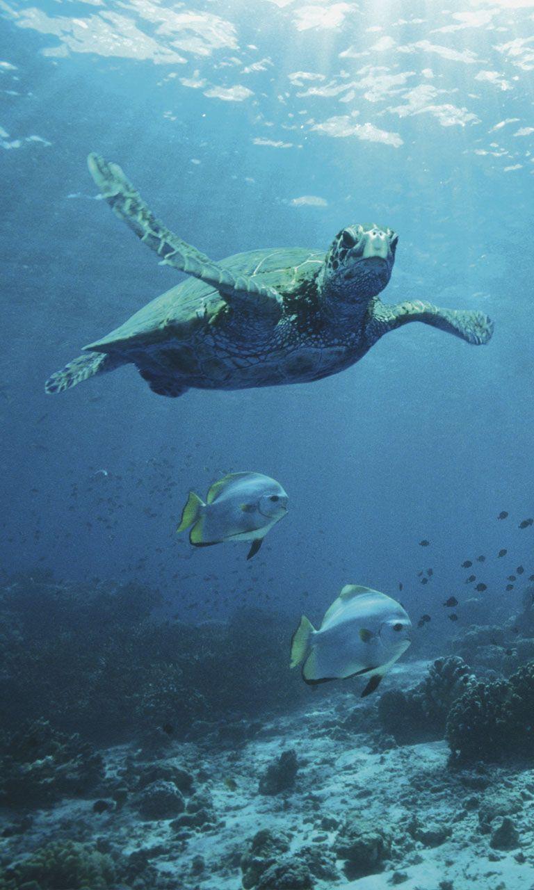 768x1280 Download Nokia Lumia 1020 wallpaper and ringtones « WinSource