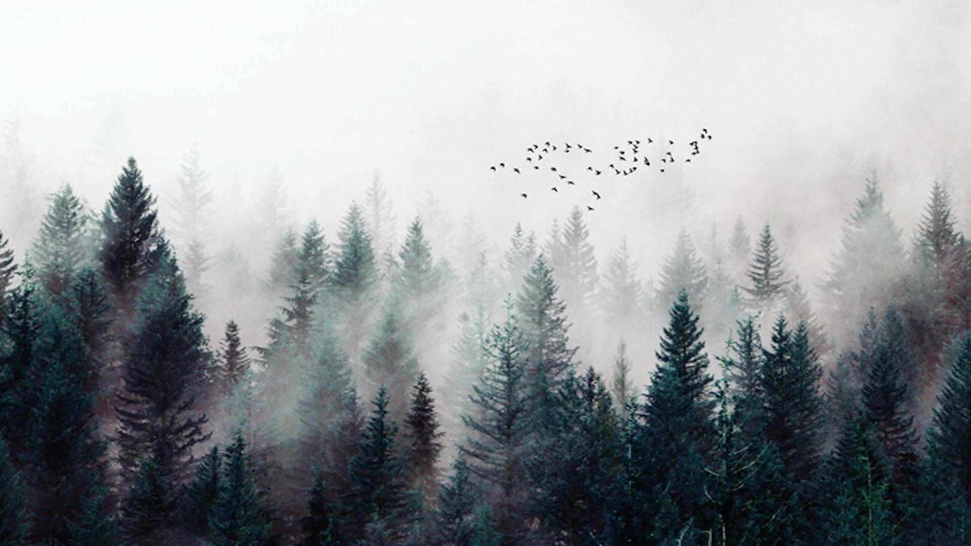 1920x1080 Union Rustic Gomes Misty Forest Nature Mountain Textile Texture