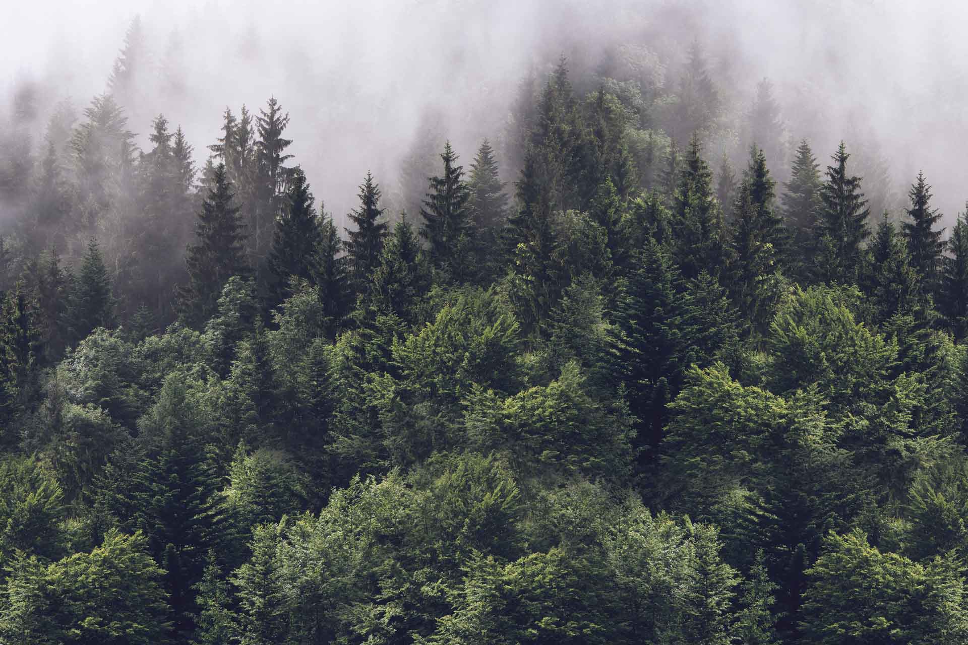 1920x1280 Misty Forest Types Of .itl.cat