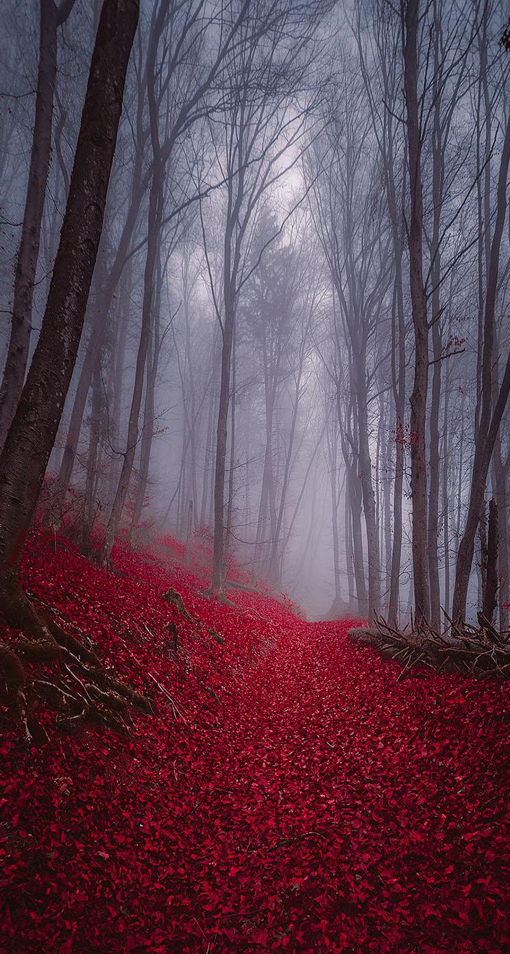 744x1392 Foggy Misty Autumn Forest Forest Wallpaper iPhone, HD