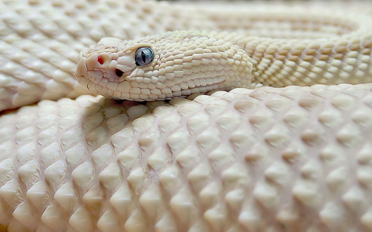 1280x800 WUSA 9 Wallpapersea Andpop: White Snake HD Wallpaper