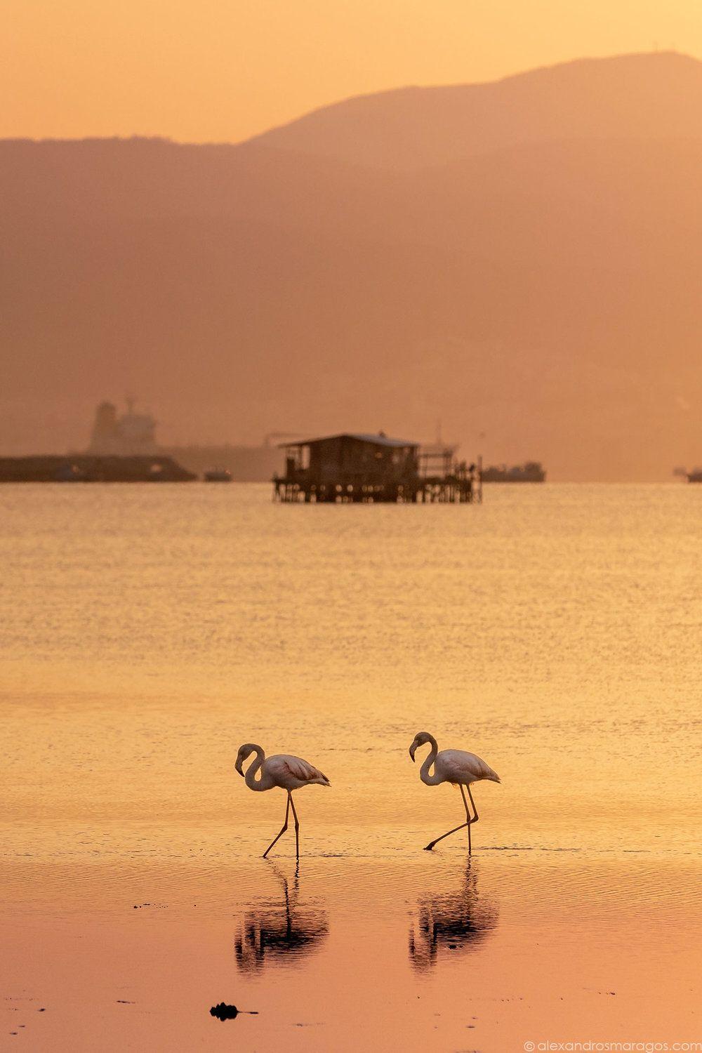 1000x1500 Flamingos in Thessaloniki Image for Phone Wallpaper