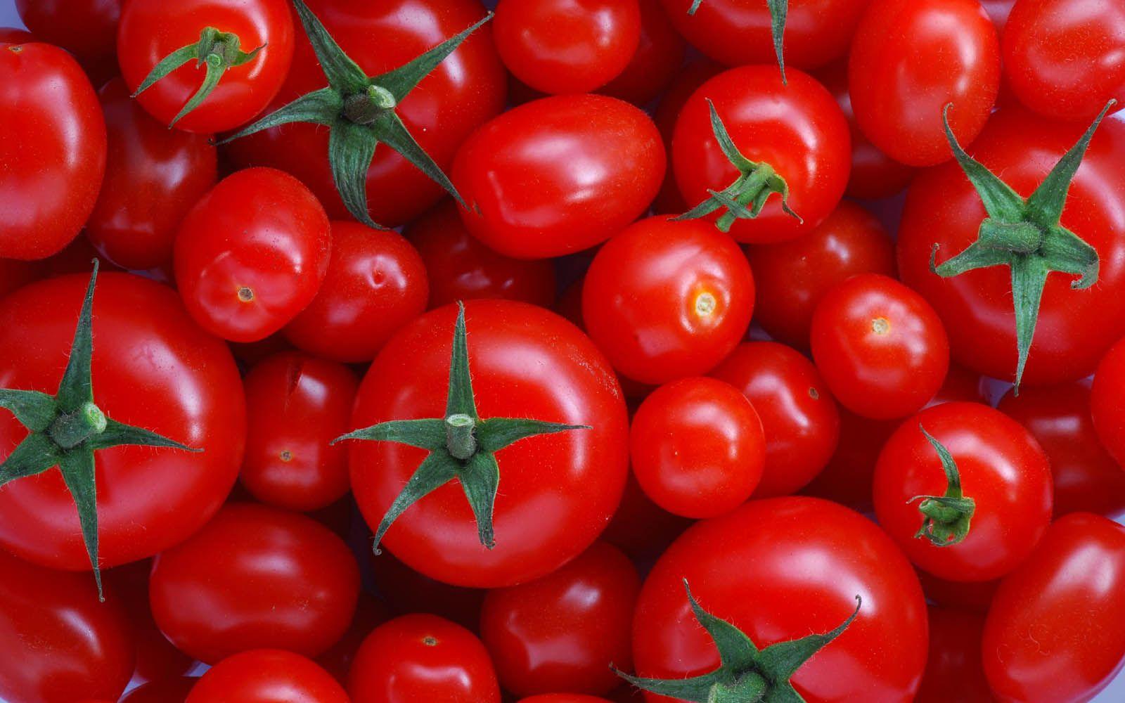 1600x1000 Fantastic Tomatoes Wallpaper 44461 1600x1000px