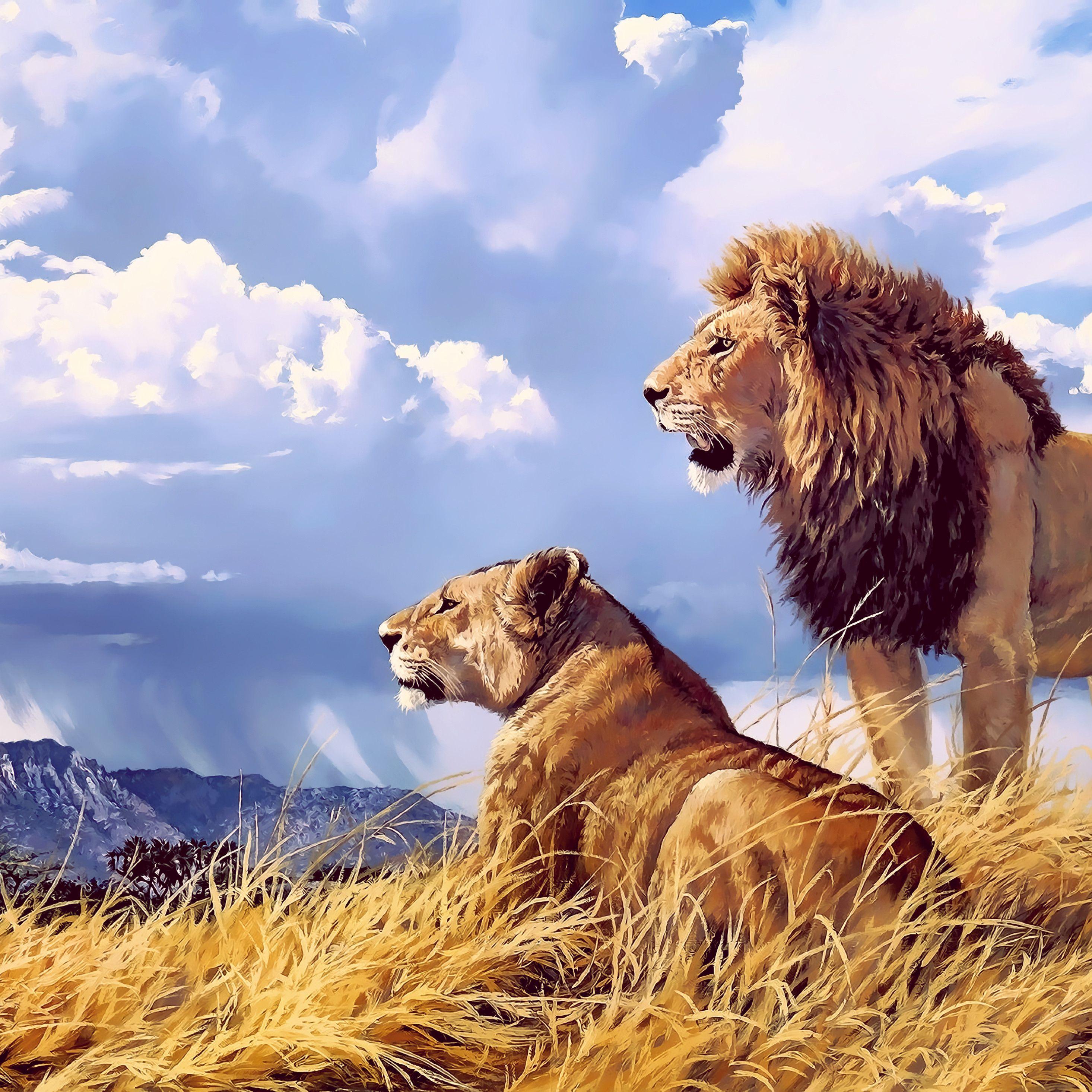 Lion And Lioness Wallpapers Top Free Lion And Lioness Backgrounds Wallpaperaccess