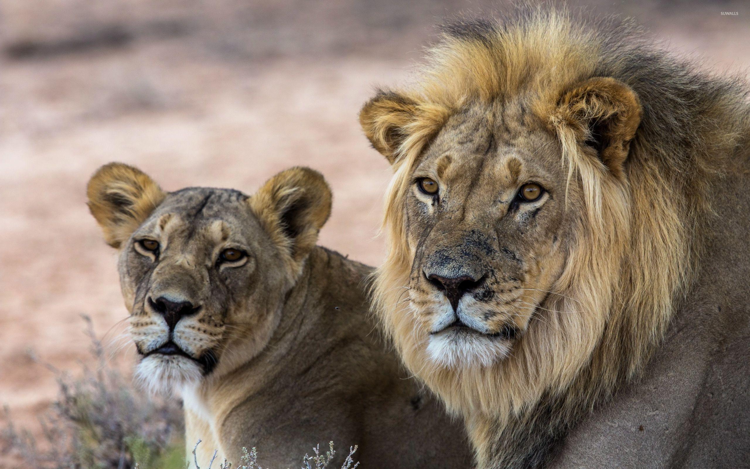 2560x1600 Lion and lioness resting wallpaper wallpaper