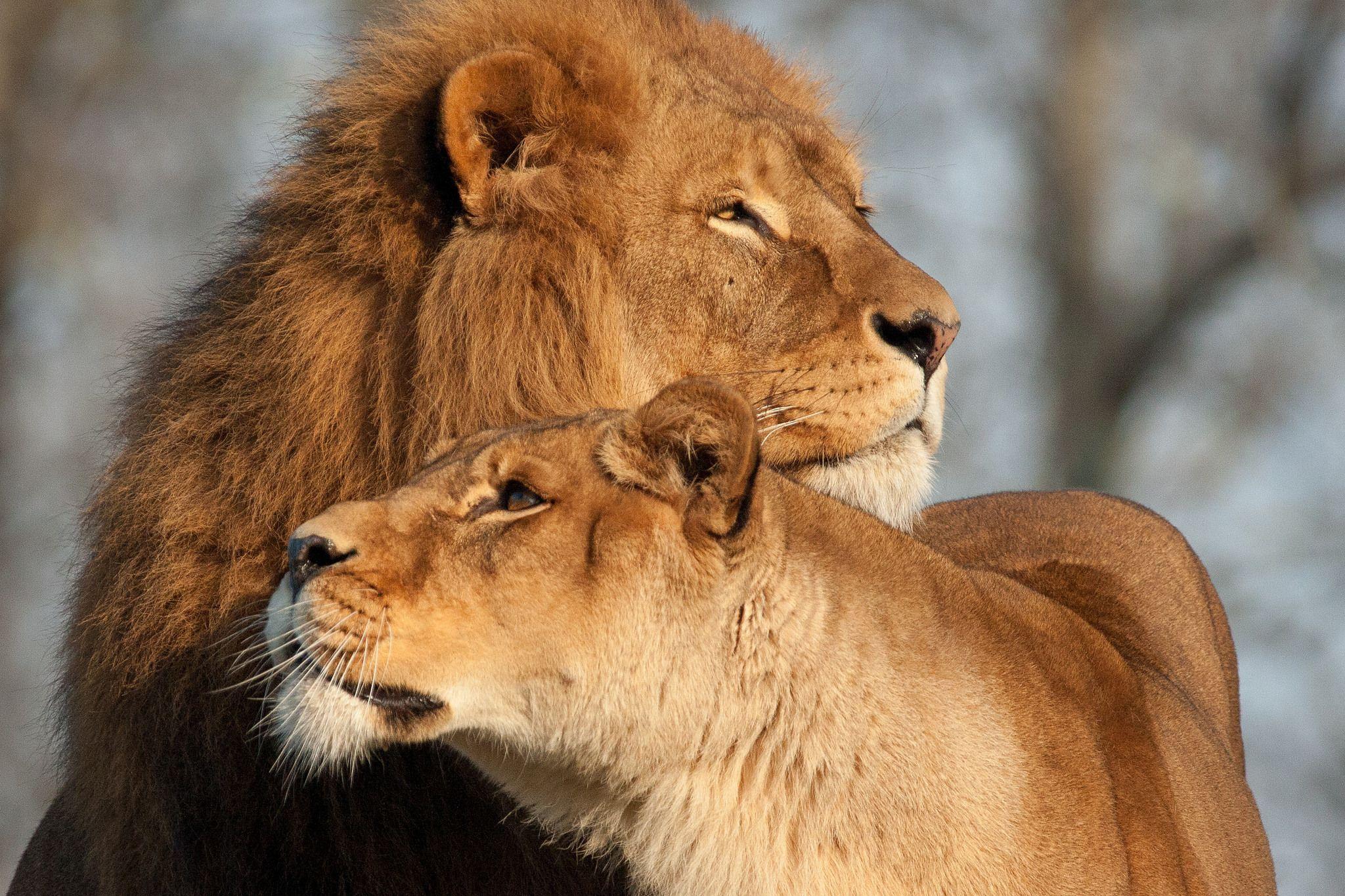 2048x1365 Download wallpaper 2048x1365 lion, lioness, predator, tenderness
