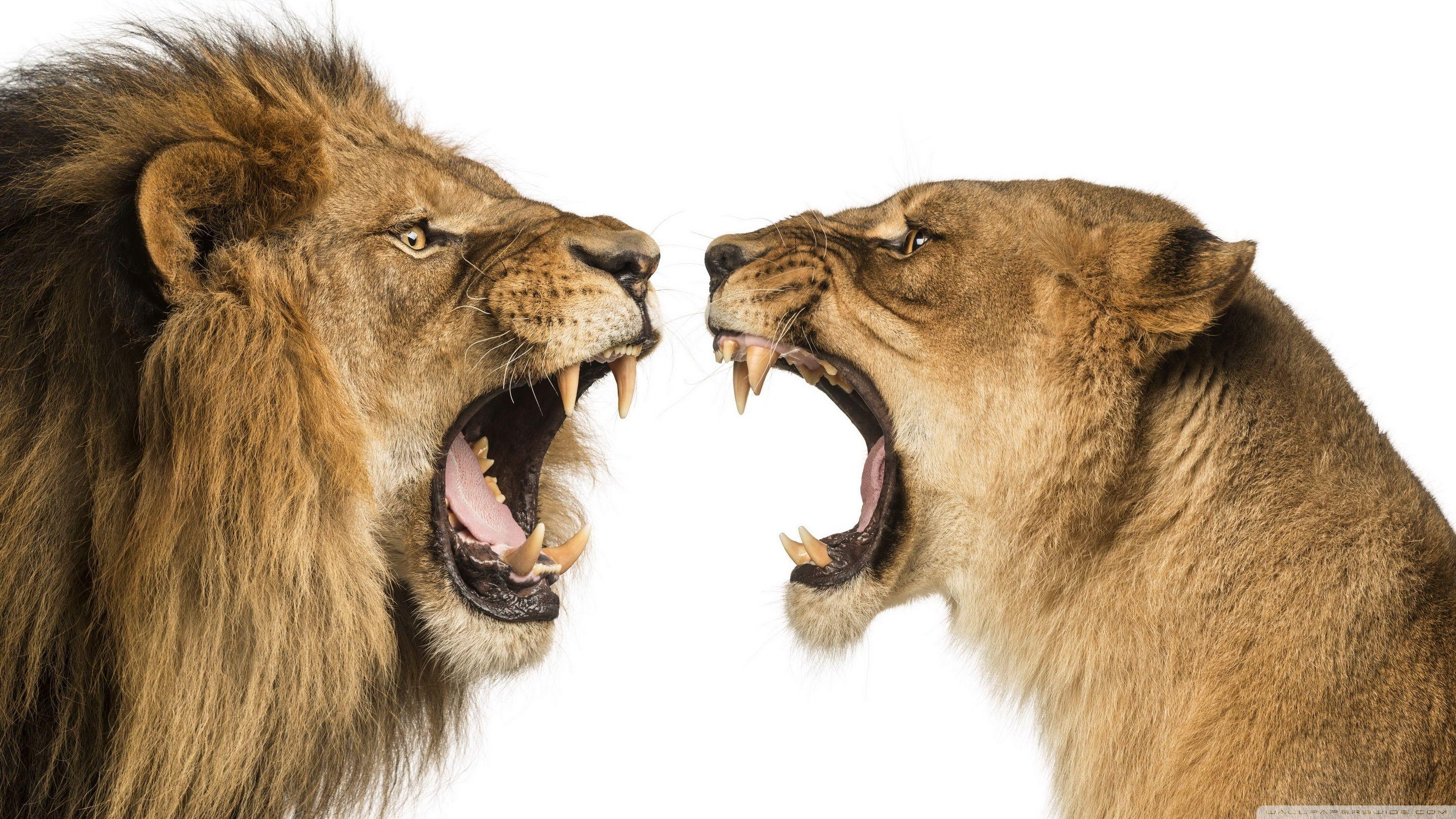 2880x1620 Lion Lioness Ultra HD Desktop Background Wallpaper for 4K UHD TV