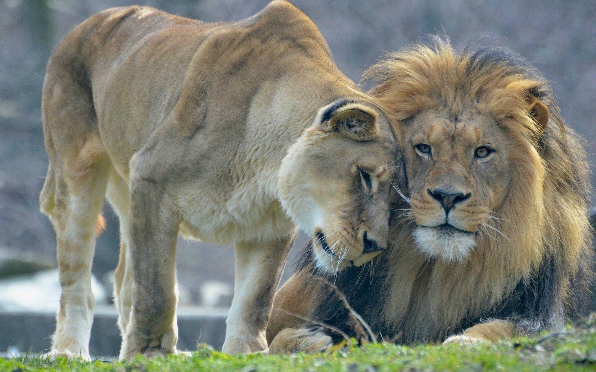 1920x1200 Id:3780511488. Lion and lioness, desk Peter Mack