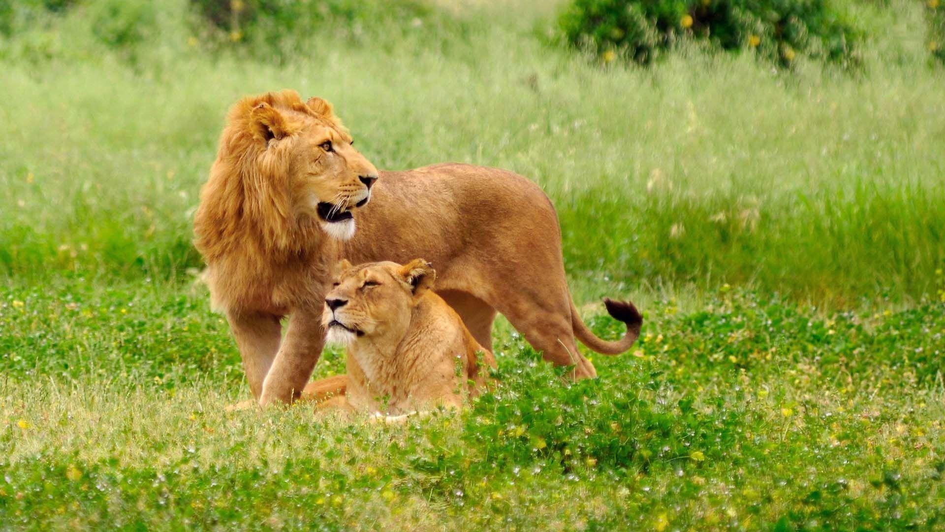 1920x1080 Lion And Lioness. HD Animals and Birds Wallpaper for Mobile