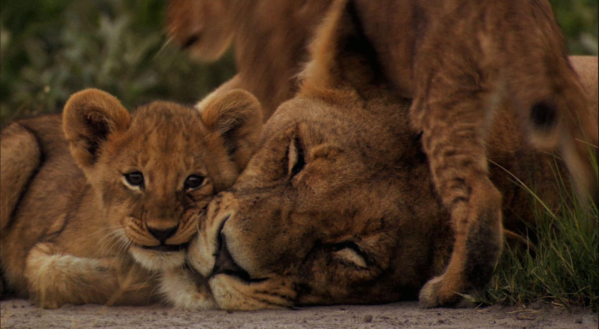 1920x1056 Lion Lioness And Cub