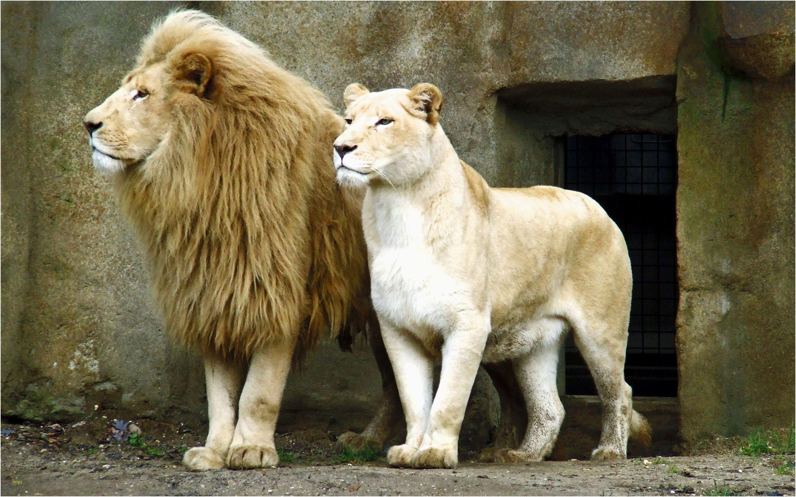 2560x1600 Lion And Lioness Wallpaper